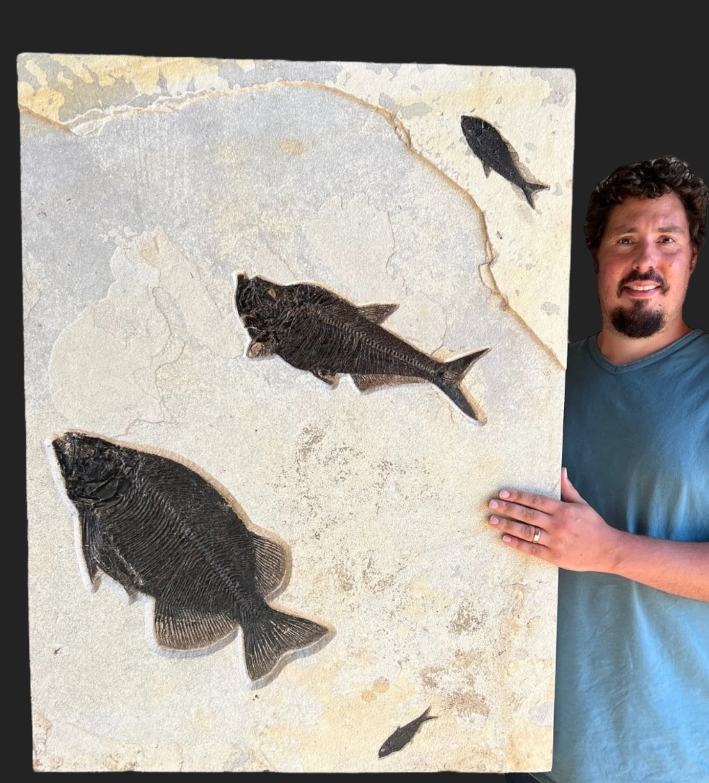 Fish Mural, Large Phareodus - 42" x 32"
