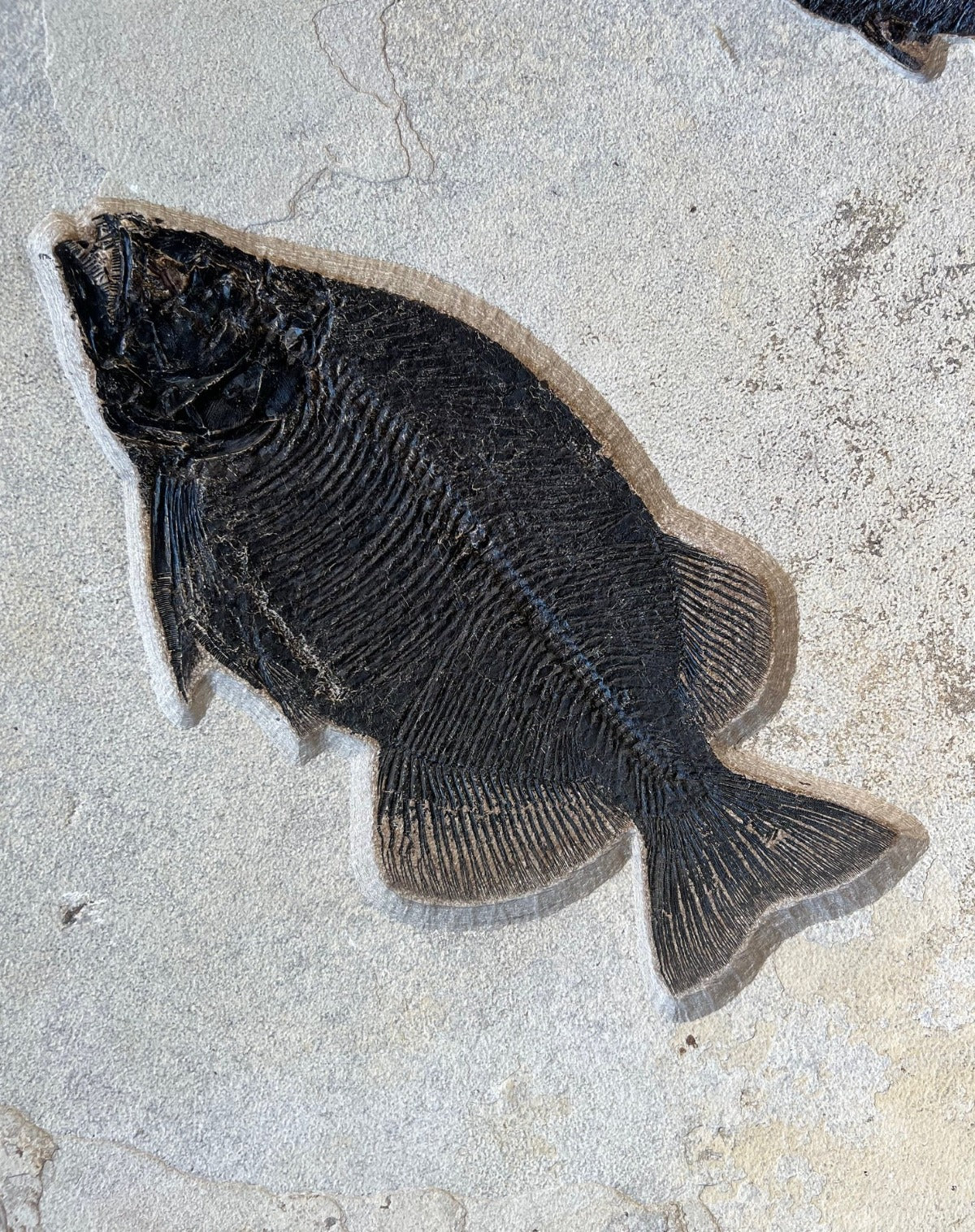 Fish Mural, Large Phareodus - 42" x 32" - Image 2