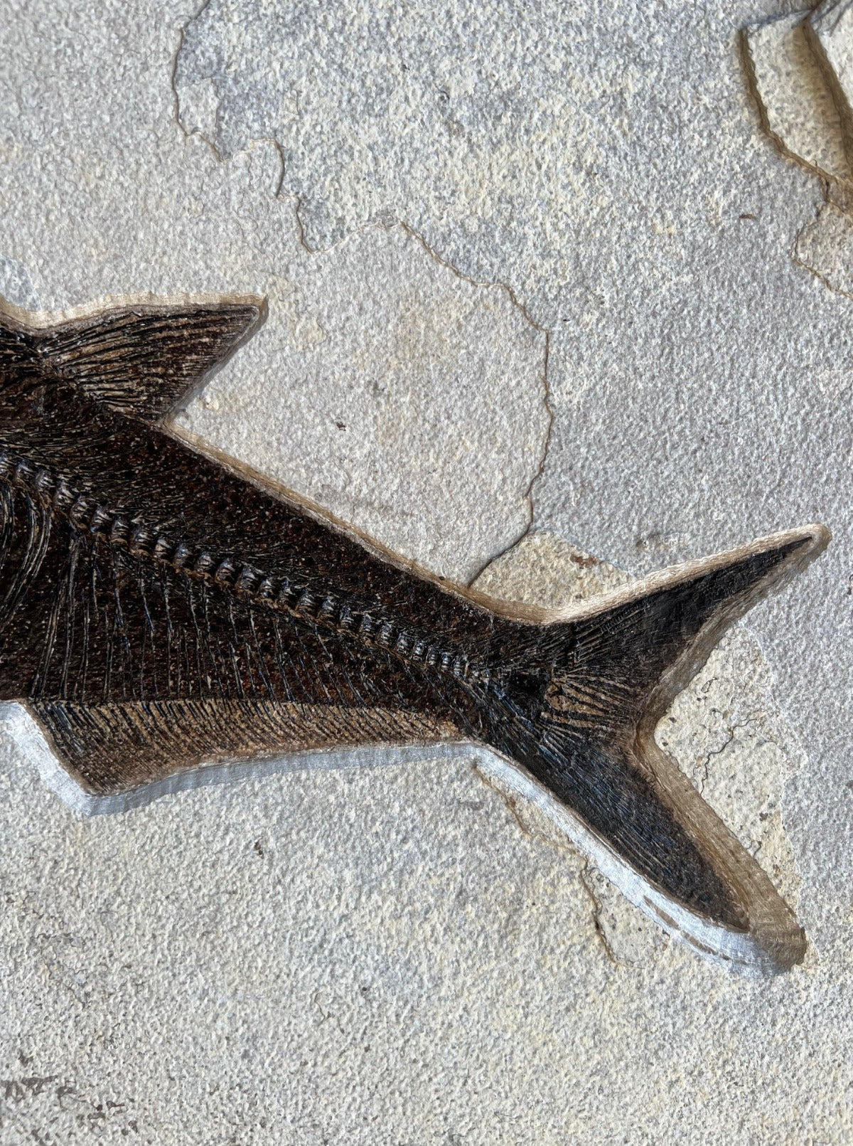 Fish Mural, Large Phareodus - 42" x 32" - Image 8