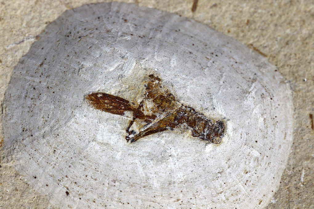 Fossil grashopper from Crato, Brazil