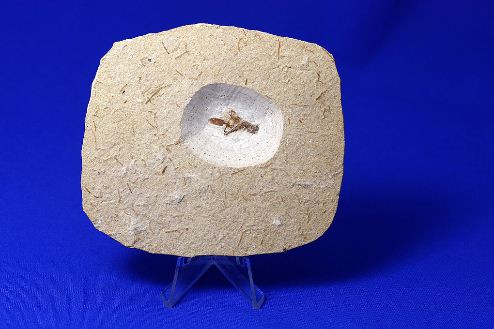 Fossil grashopper from Crato, Brazil - Image 2