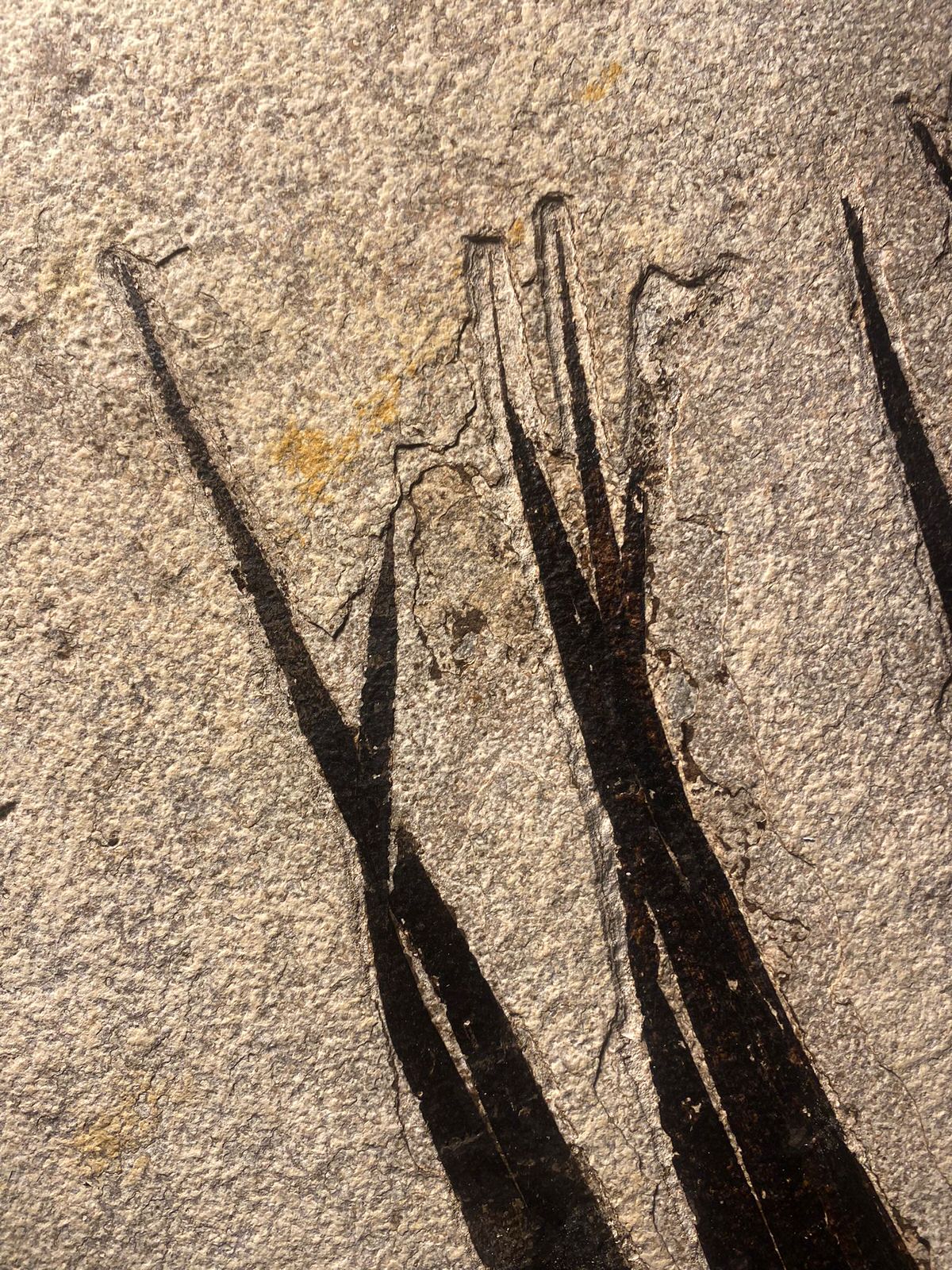 Fossil Palm with Fish - 72" x 70" - Image 11