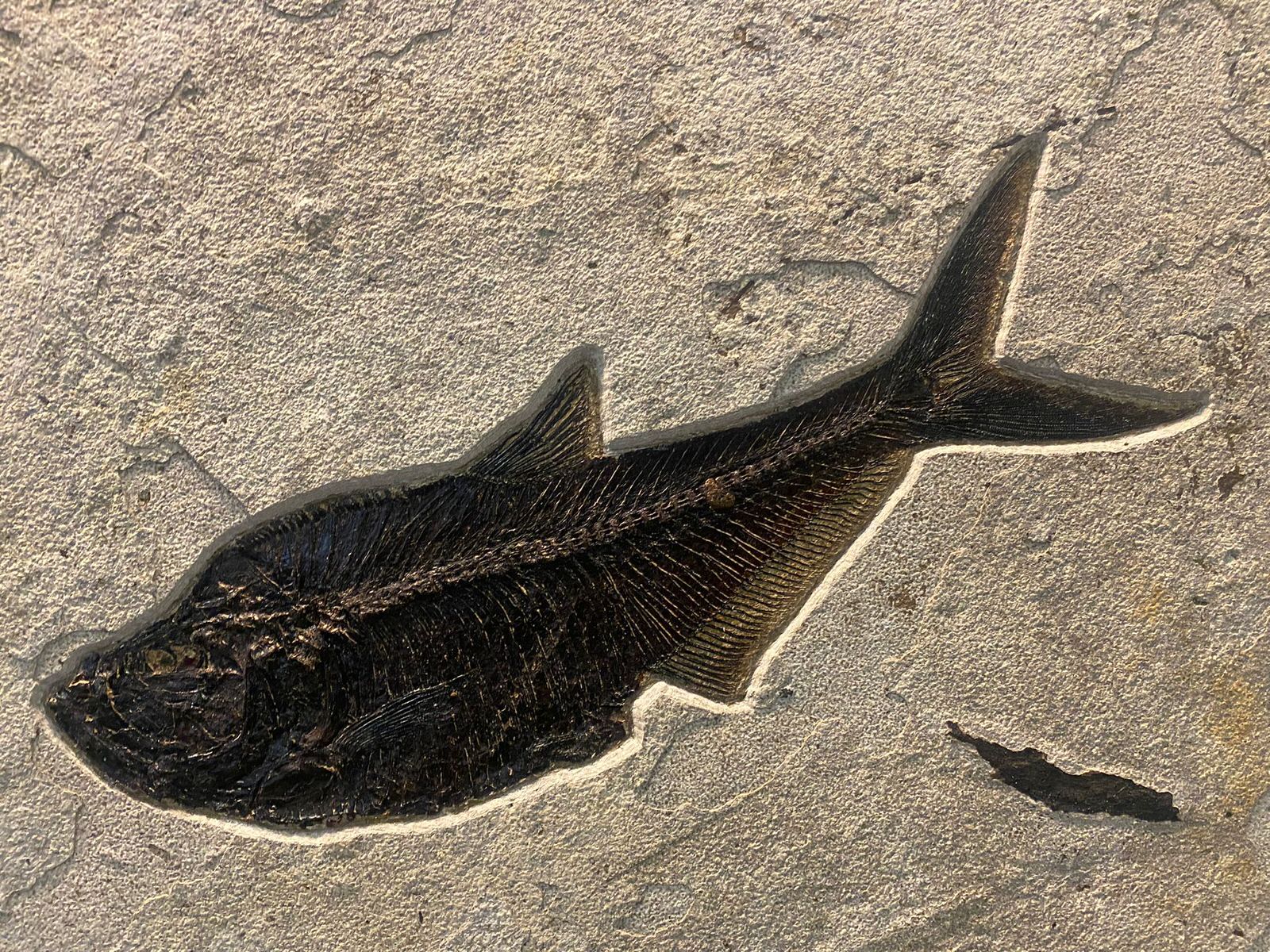 Fossil Palm with Fish - 72" x 70" - Image 14
