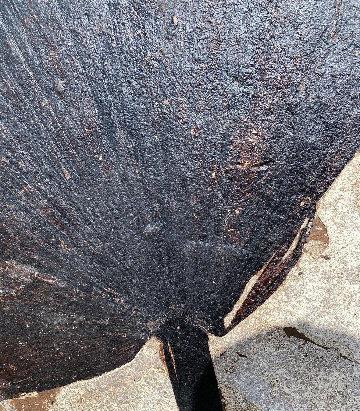 Fossil Palm with Fish - 72" x 70" - Image 8