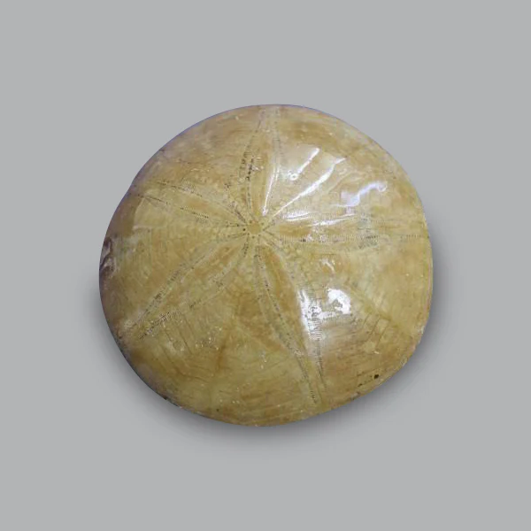 Set of 4 Fossil Sand Dollars (Sea Biscuits), Madagascar