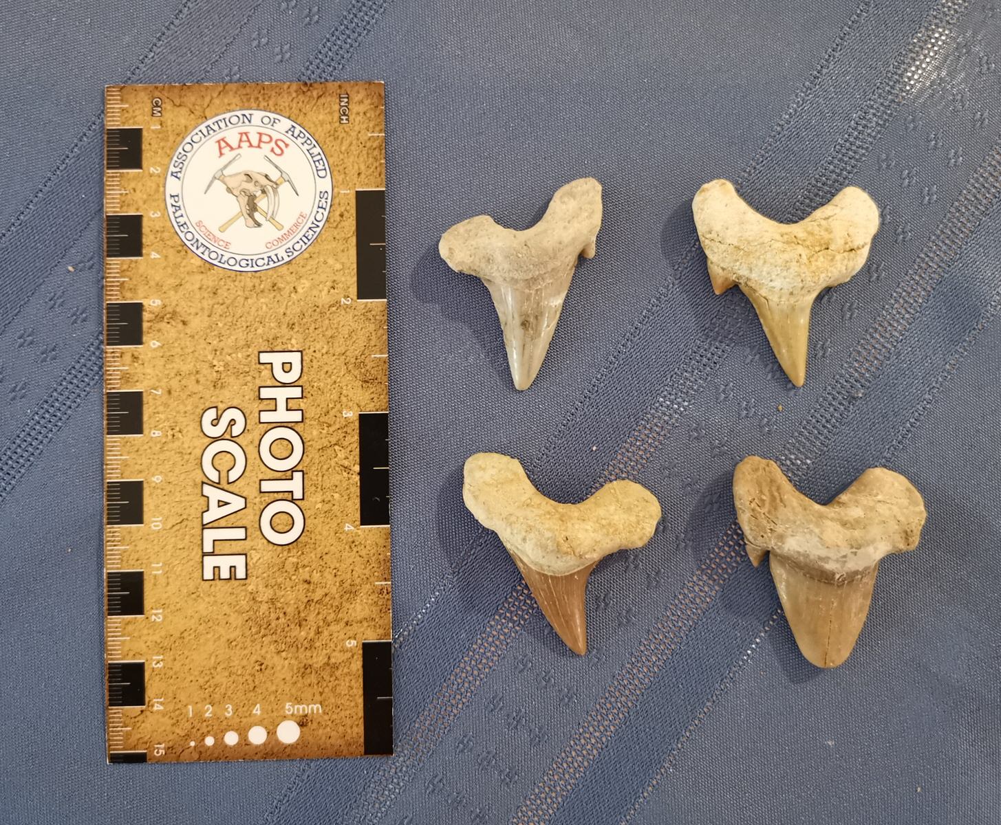 Set of 4 Fossil Shark Teeth - Otodus - Image 2