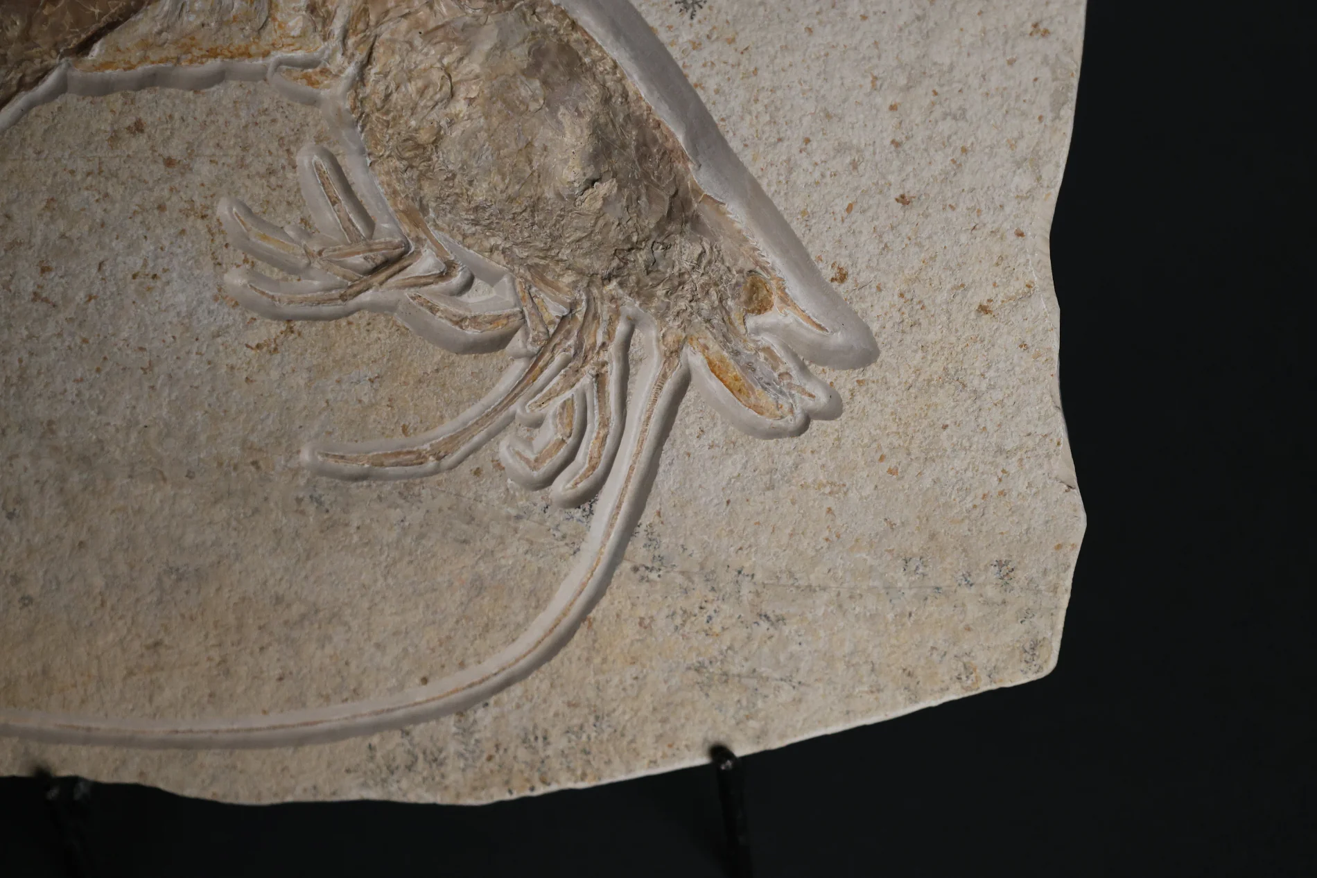 Fossil Shrimp from Solnhofen, Germany - Image 3