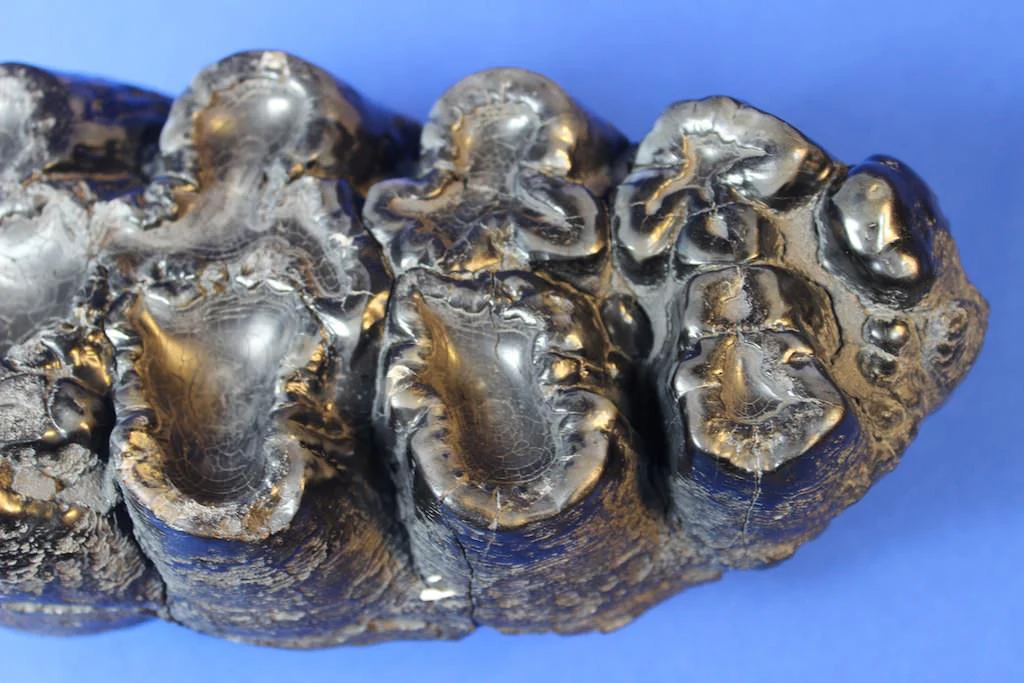 Gomphothere Upper Molar (Shovel-tusked Elephant) - Image 4