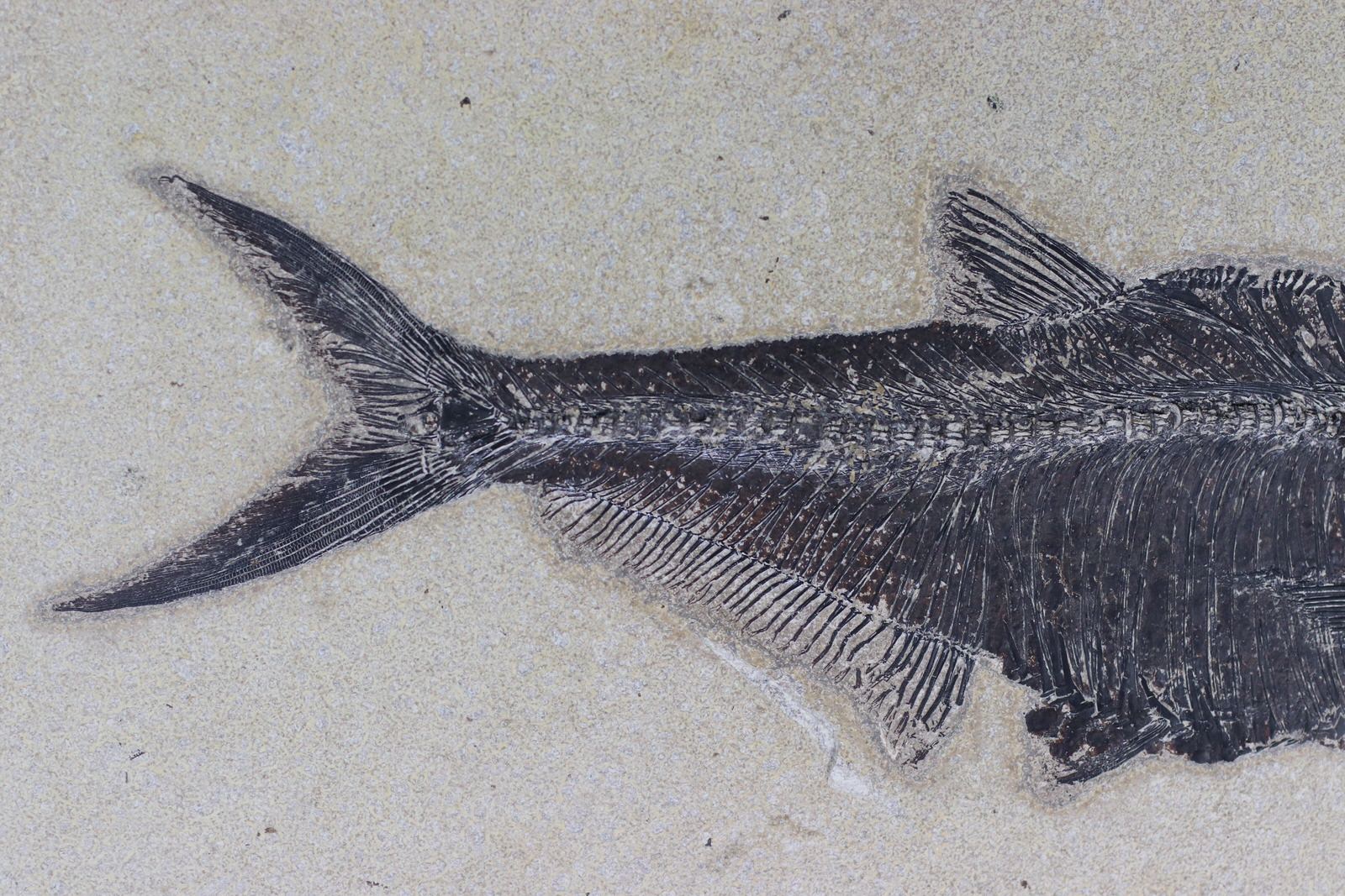 Huge Diplomystus from Green River - 19.5" - Image 3