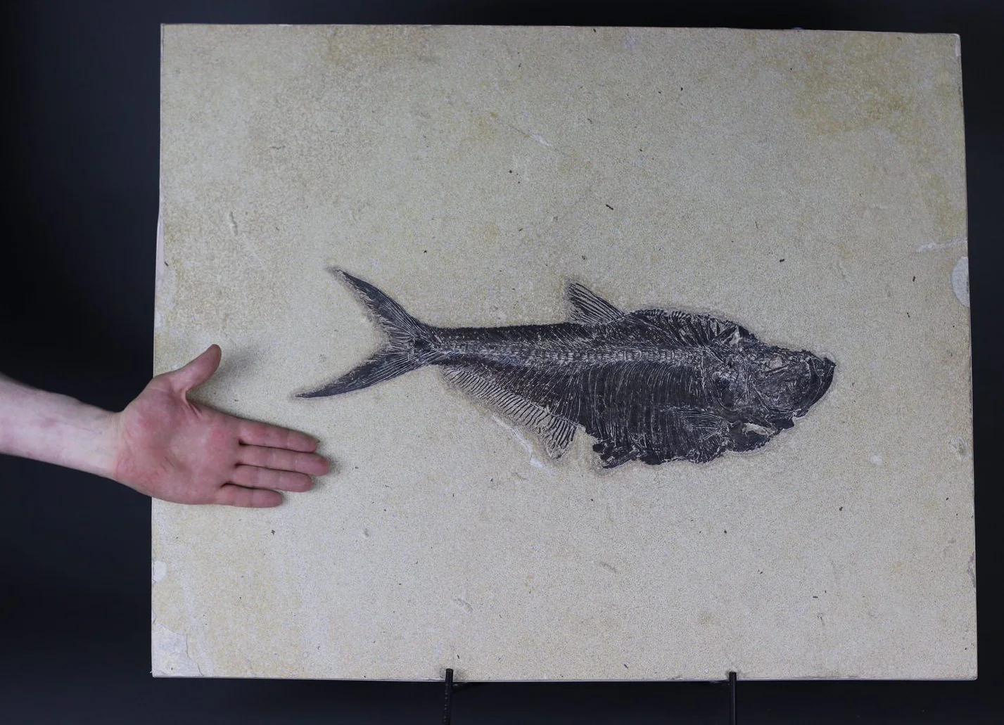 Huge Diplomystus from Green River - 19.5" - Image 5