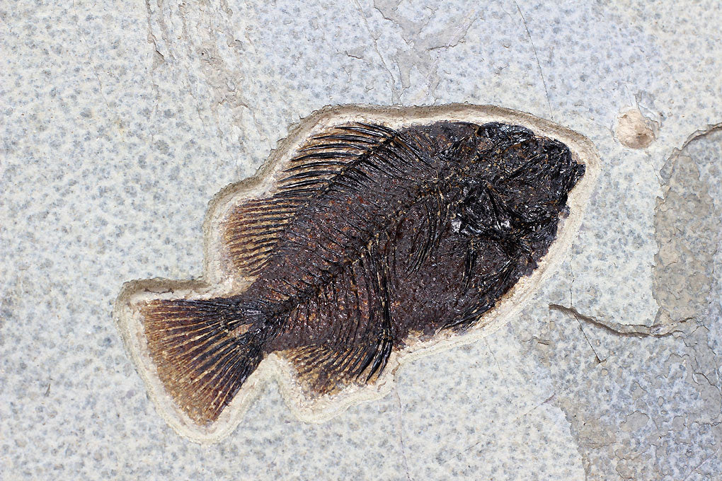 Fossil Gar from Wyoming - 35" - Image 11