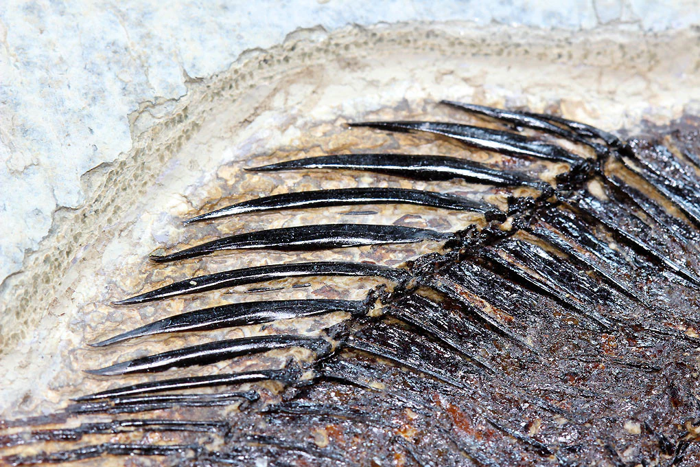 Fossil Gar from Wyoming - 35" - Image 12