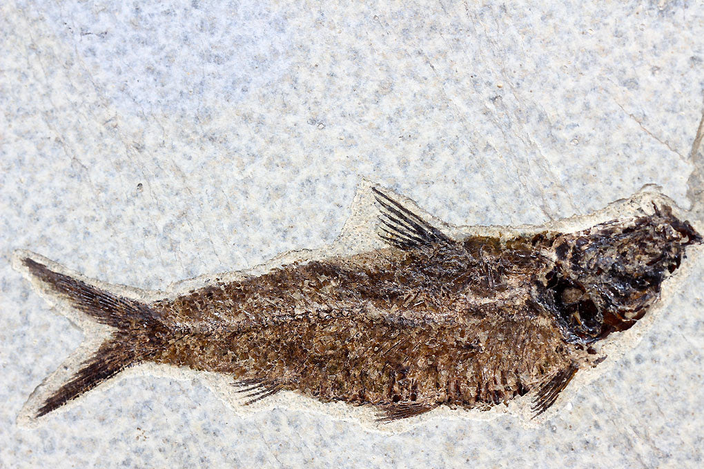 Fossil Gar from Wyoming - 35" - Image 13