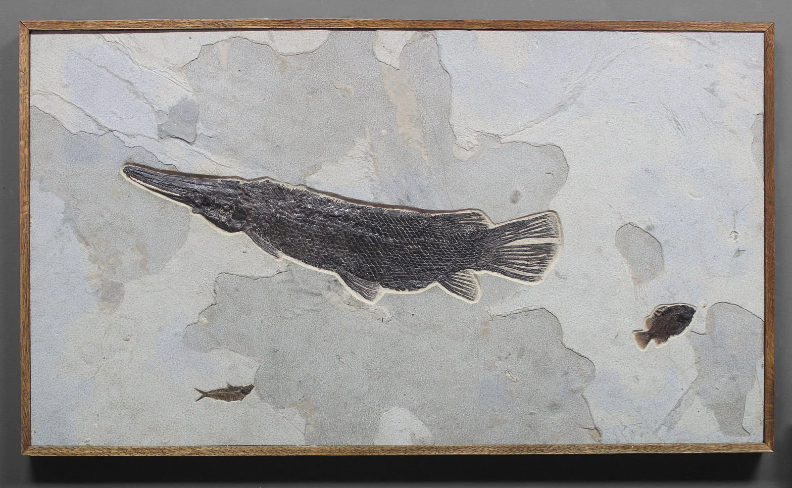 Fossil Gar from Wyoming - 35" - Image 2