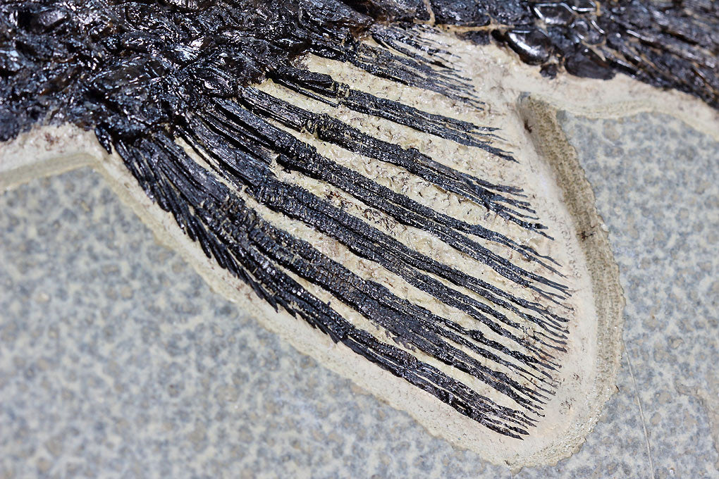 Fossil Gar from Wyoming - 35" - Image 6