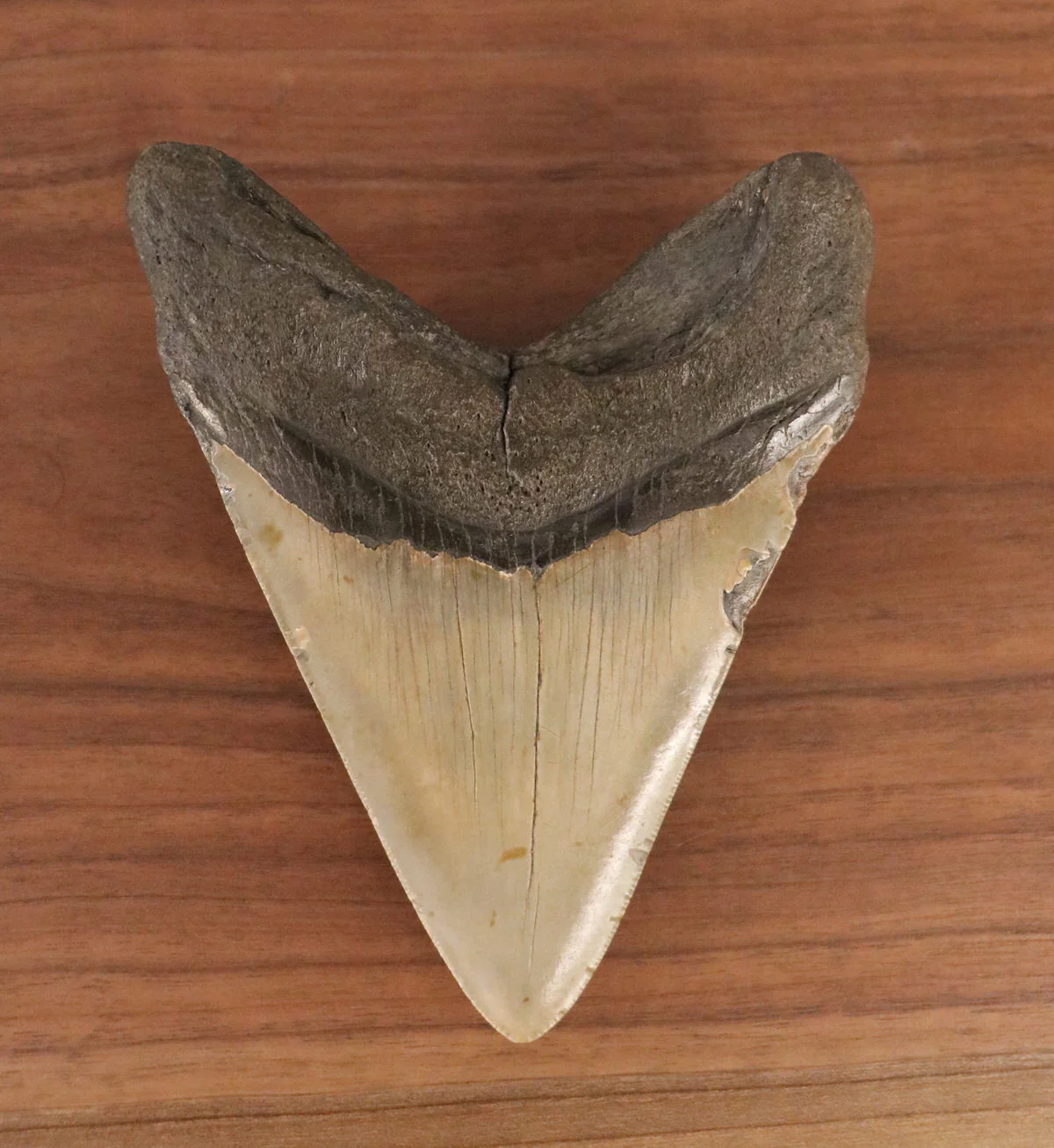Meg Tooth, 5.43" Pyrite/Turquoise - Image 3