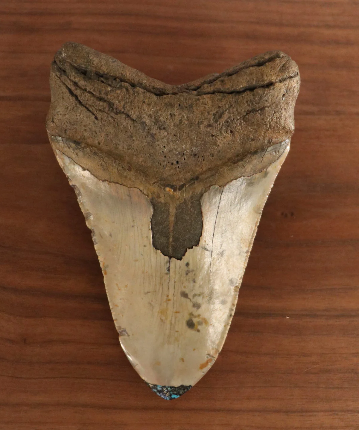 Meg Tooth, 5.58" Pyrite/Turquoise - Image 4