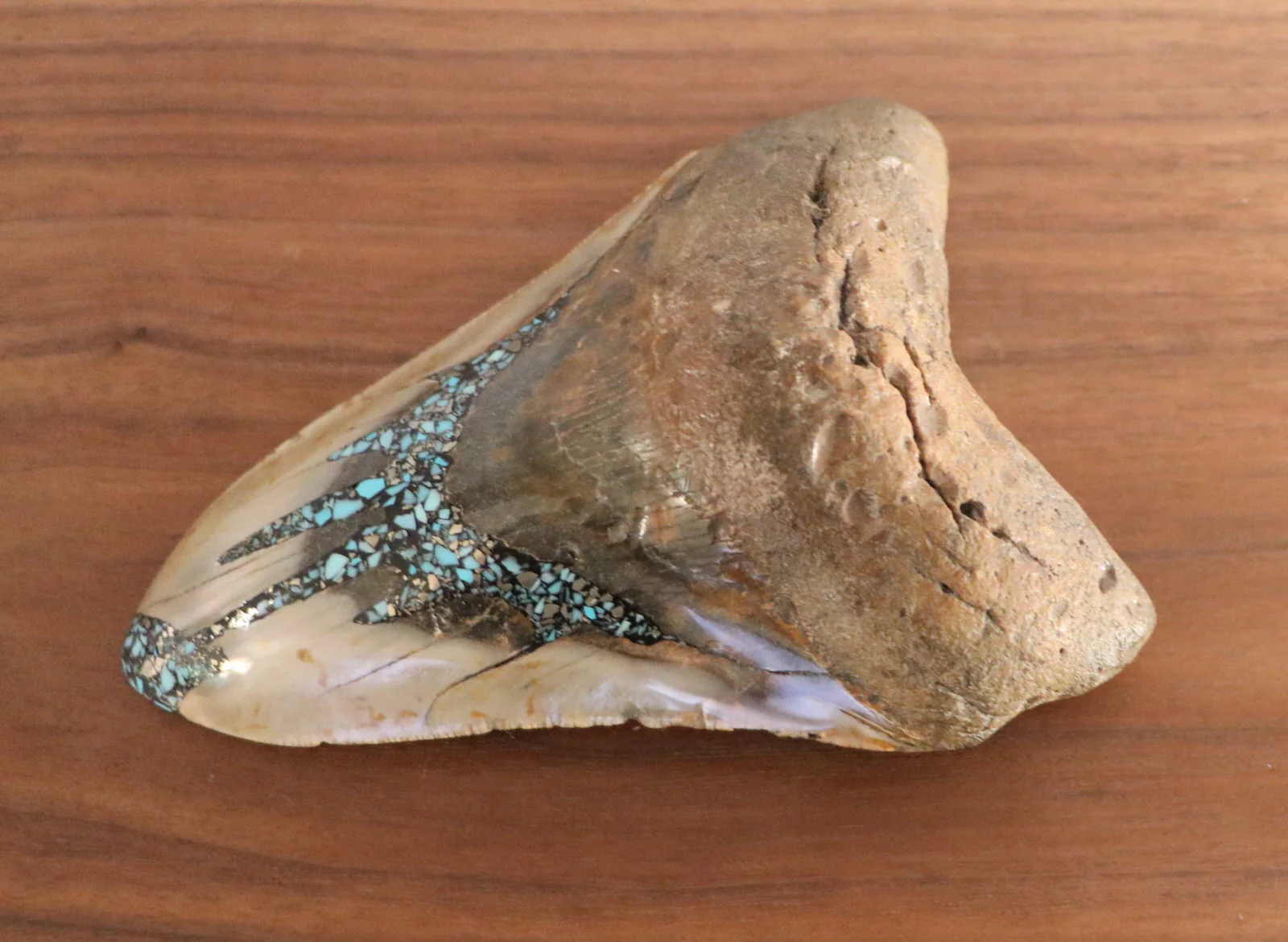 Meg Tooth, 5.58" Pyrite/Turquoise - Image 5