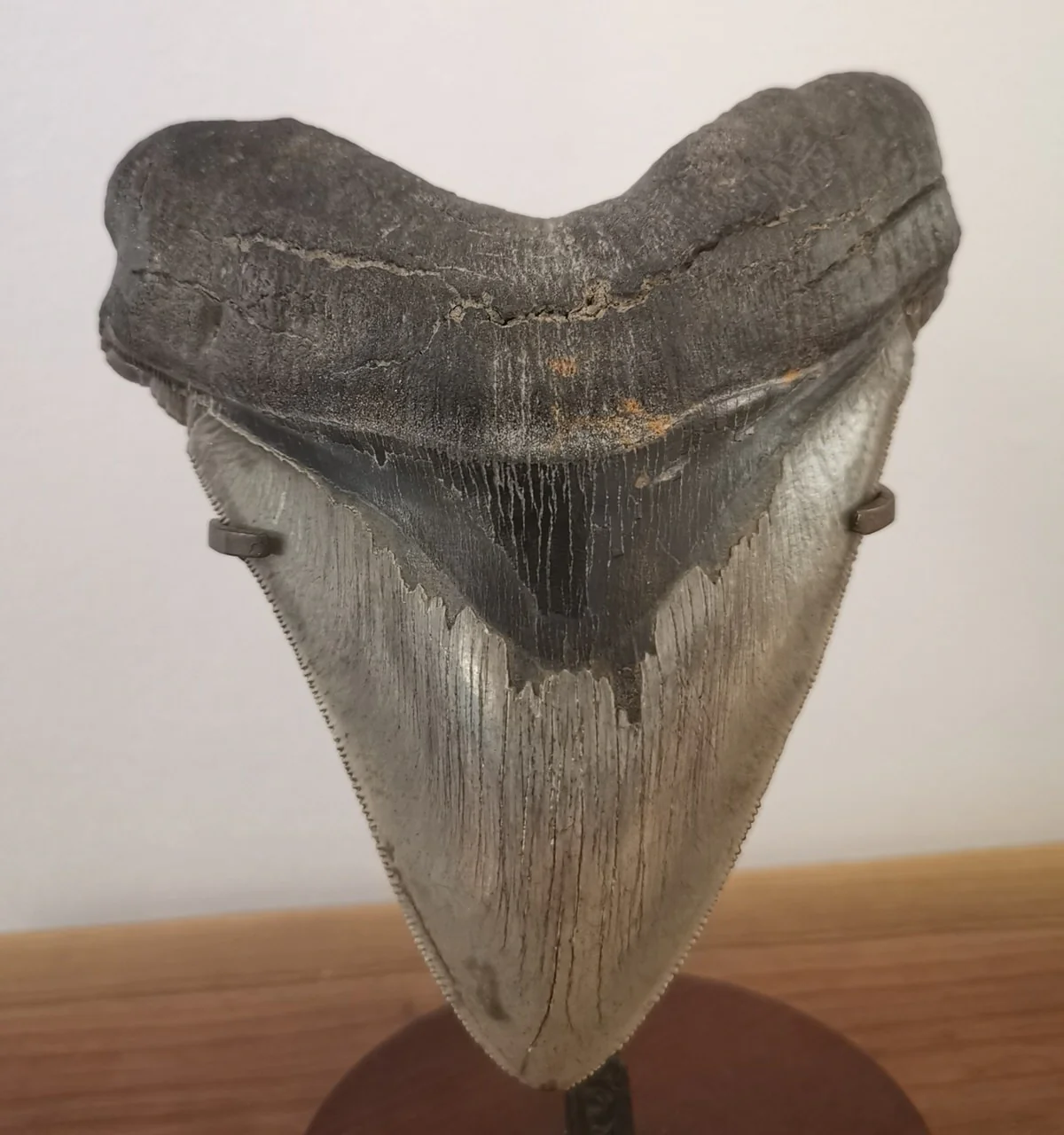 Huge Serrated Meg Tooth - 5.85" - Image 2