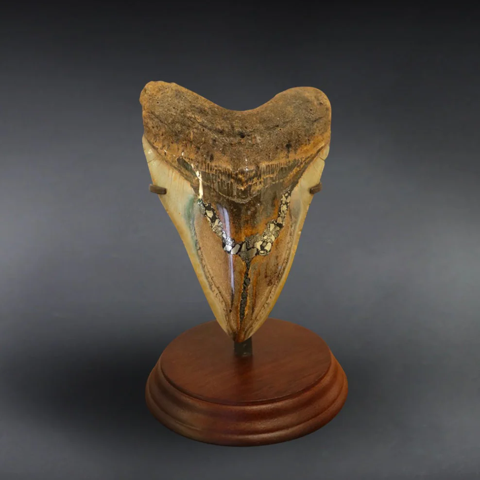 Meg Tooth, Pyrite Inlay - 5.82"