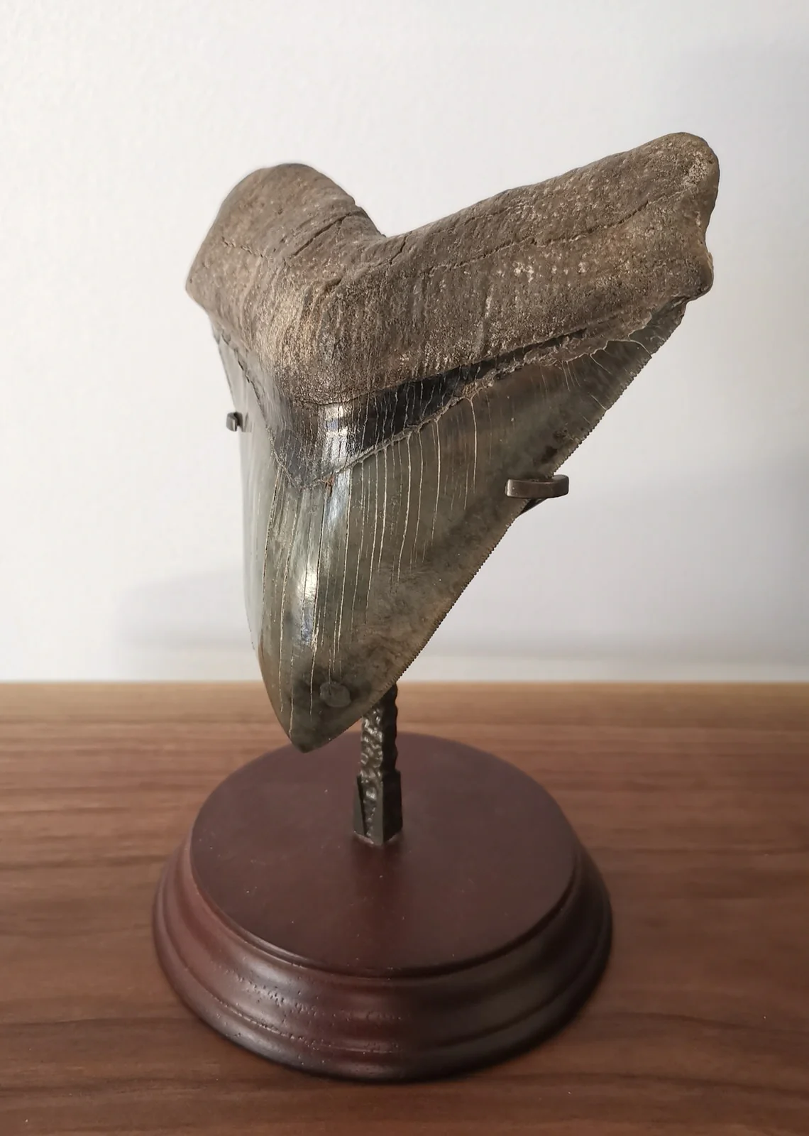 Superb Megalodon Shark Tooth, 5.95" - Image 2