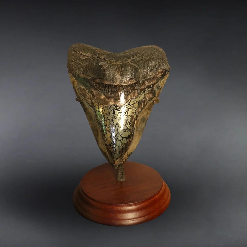 Megalodon Tooth, Pyrite Inlay - 5.98"