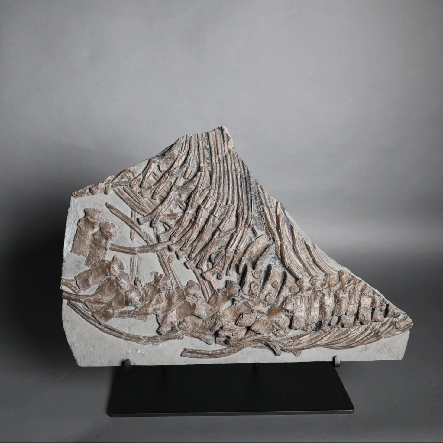 Partial Ichthyosaur - 22"