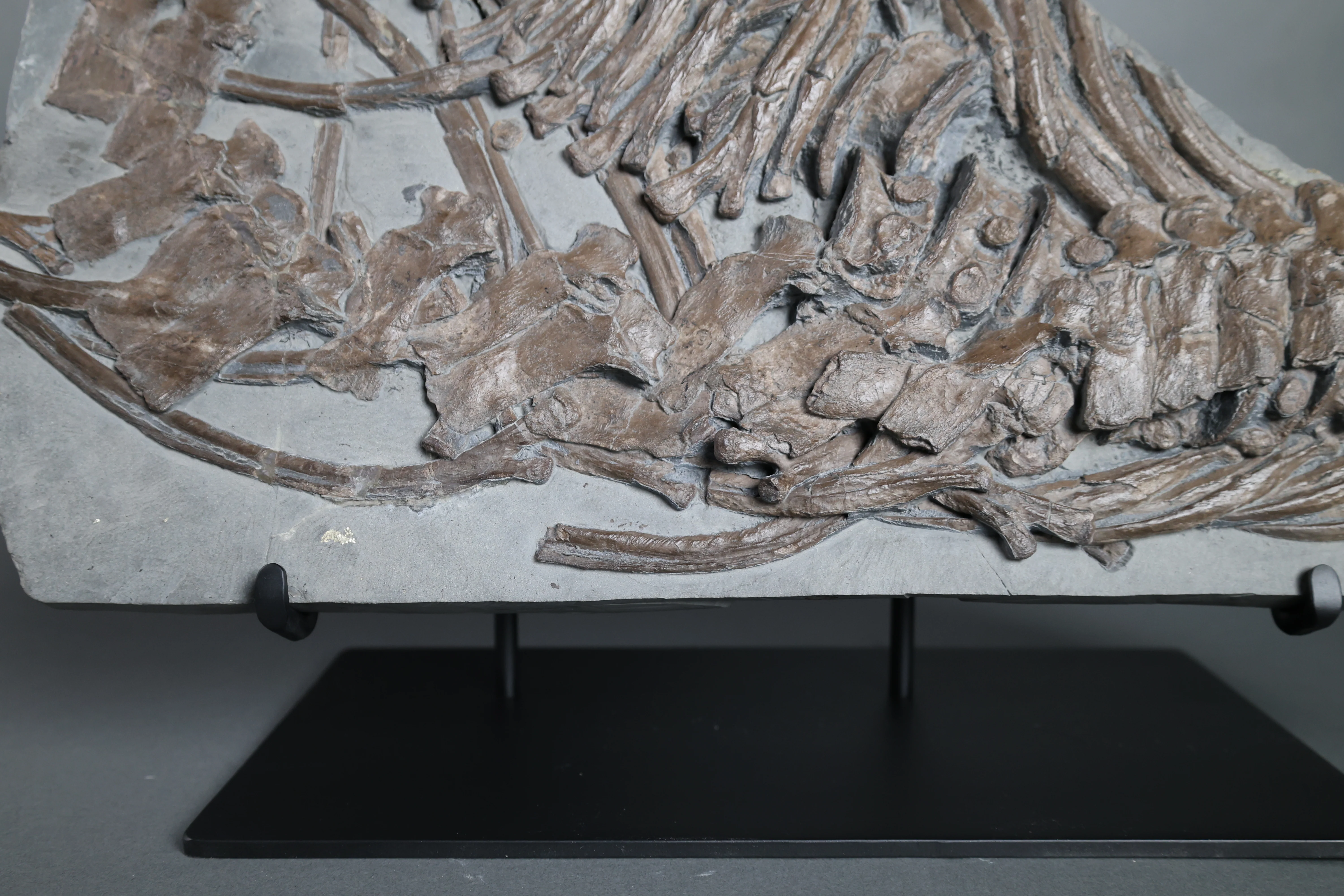Partial Ichthyosaur - 22" - Image 2