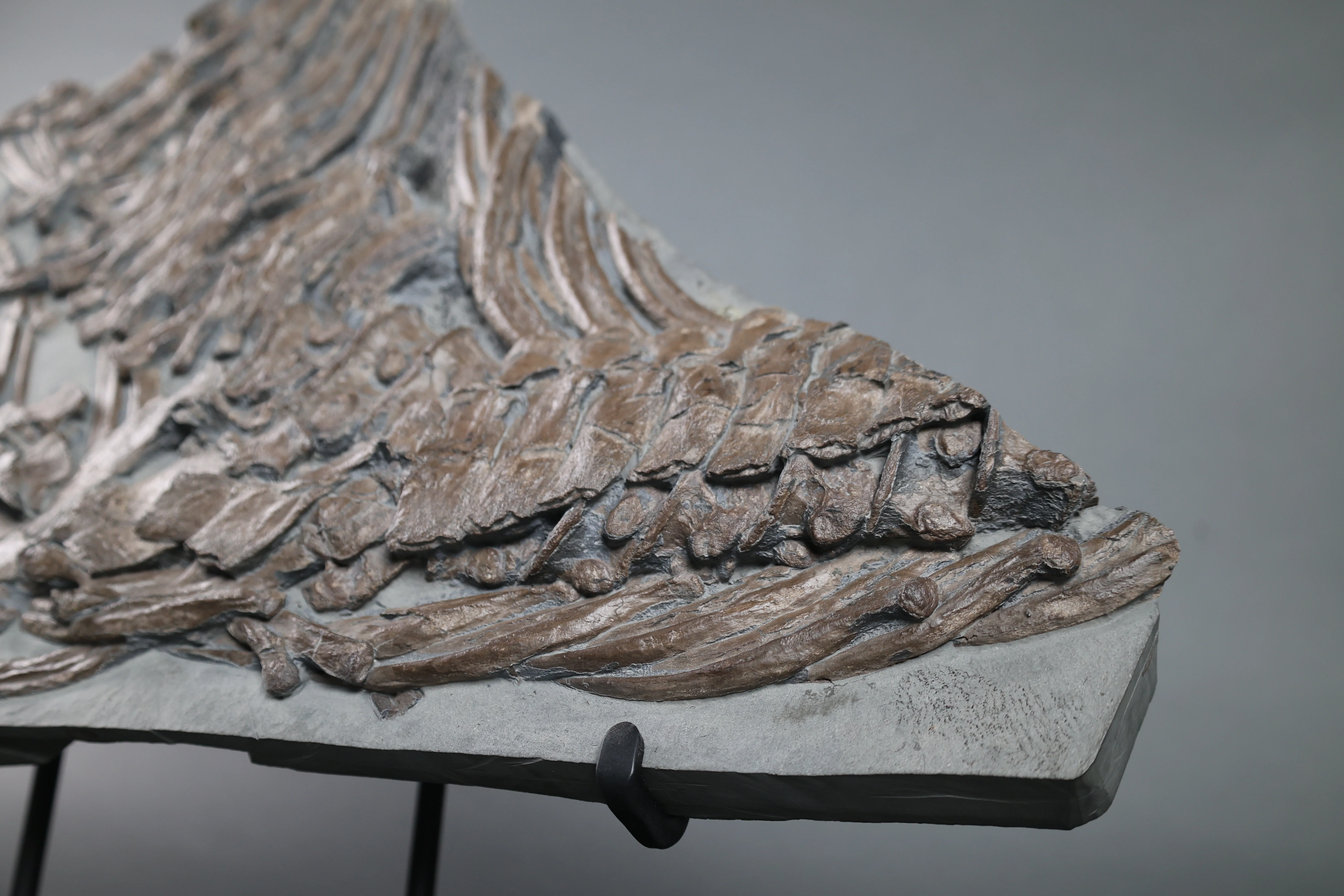 Partial Ichthyosaur - 22" - Image 7