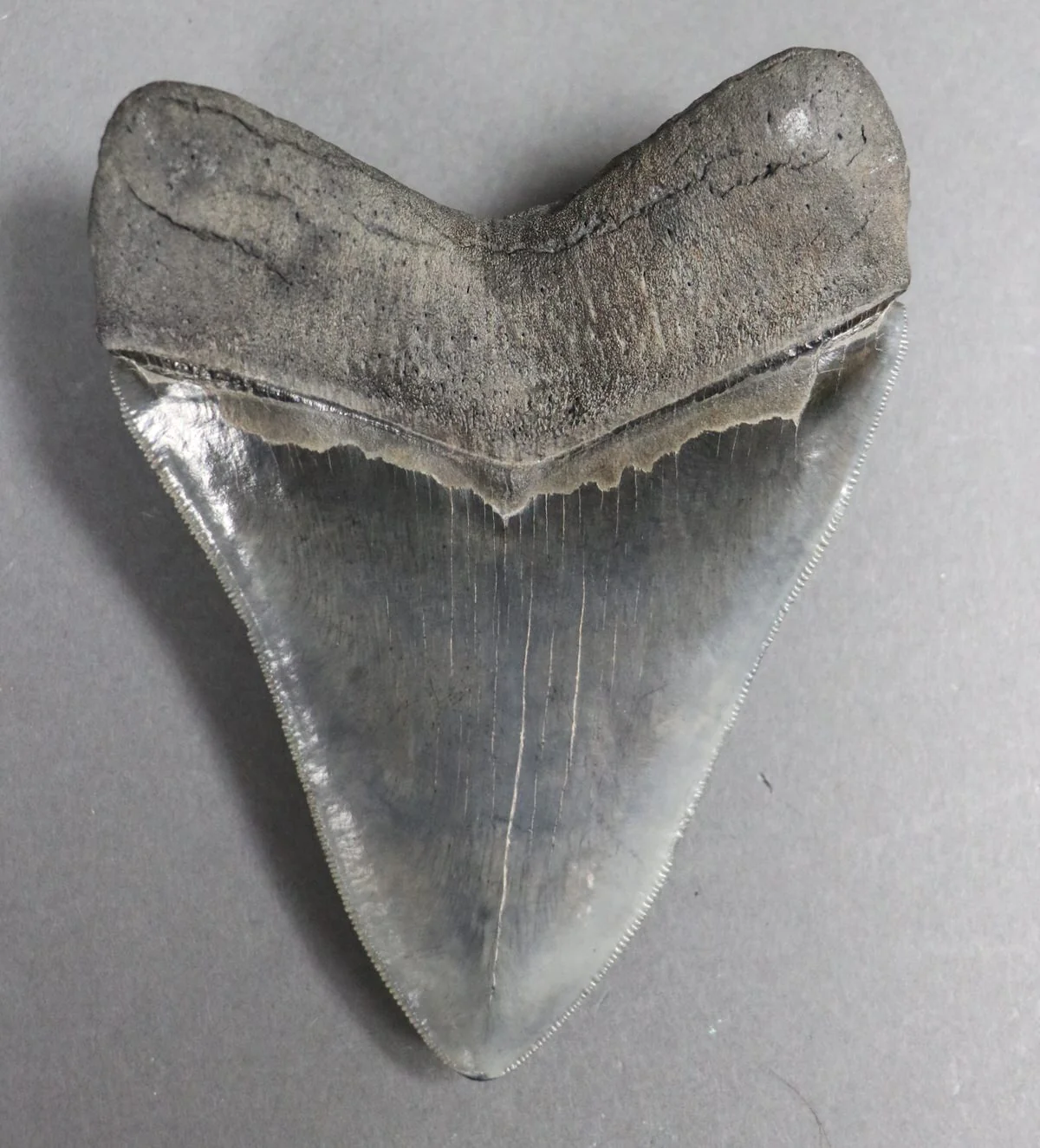Impeccable Megalodon Tooth - 5.14 inches - Image 3