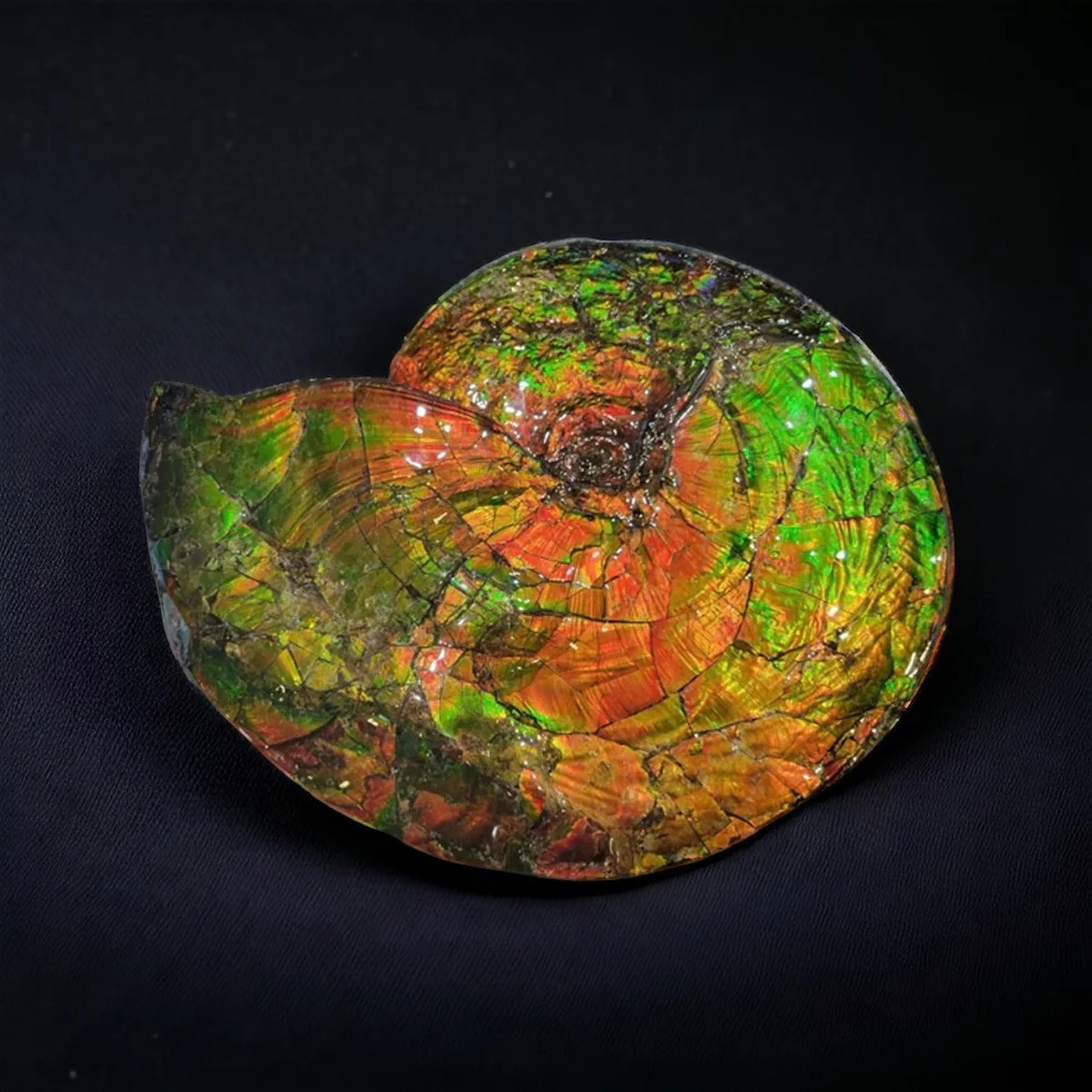Iridescent Canadian Ammonite, 14.75" - Image 2