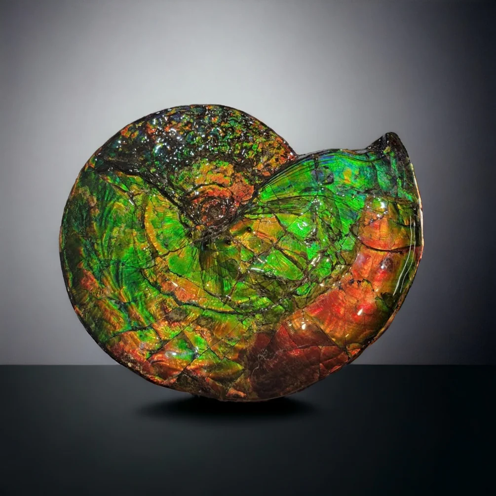 Iridescent Canadian Ammonite, 14.75" - Image 3