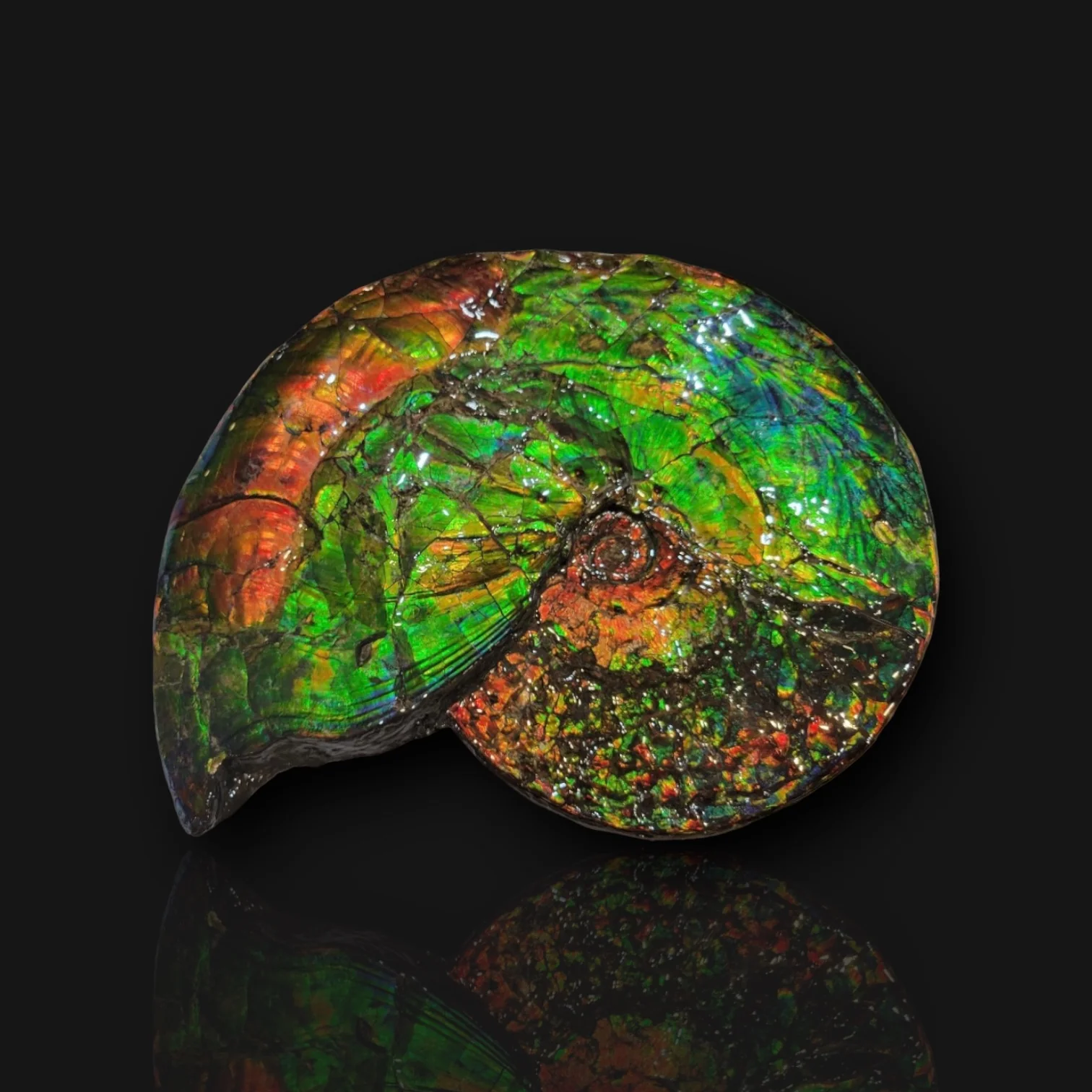 Iridescent Canadian Ammonite, 14.75" - Image 4