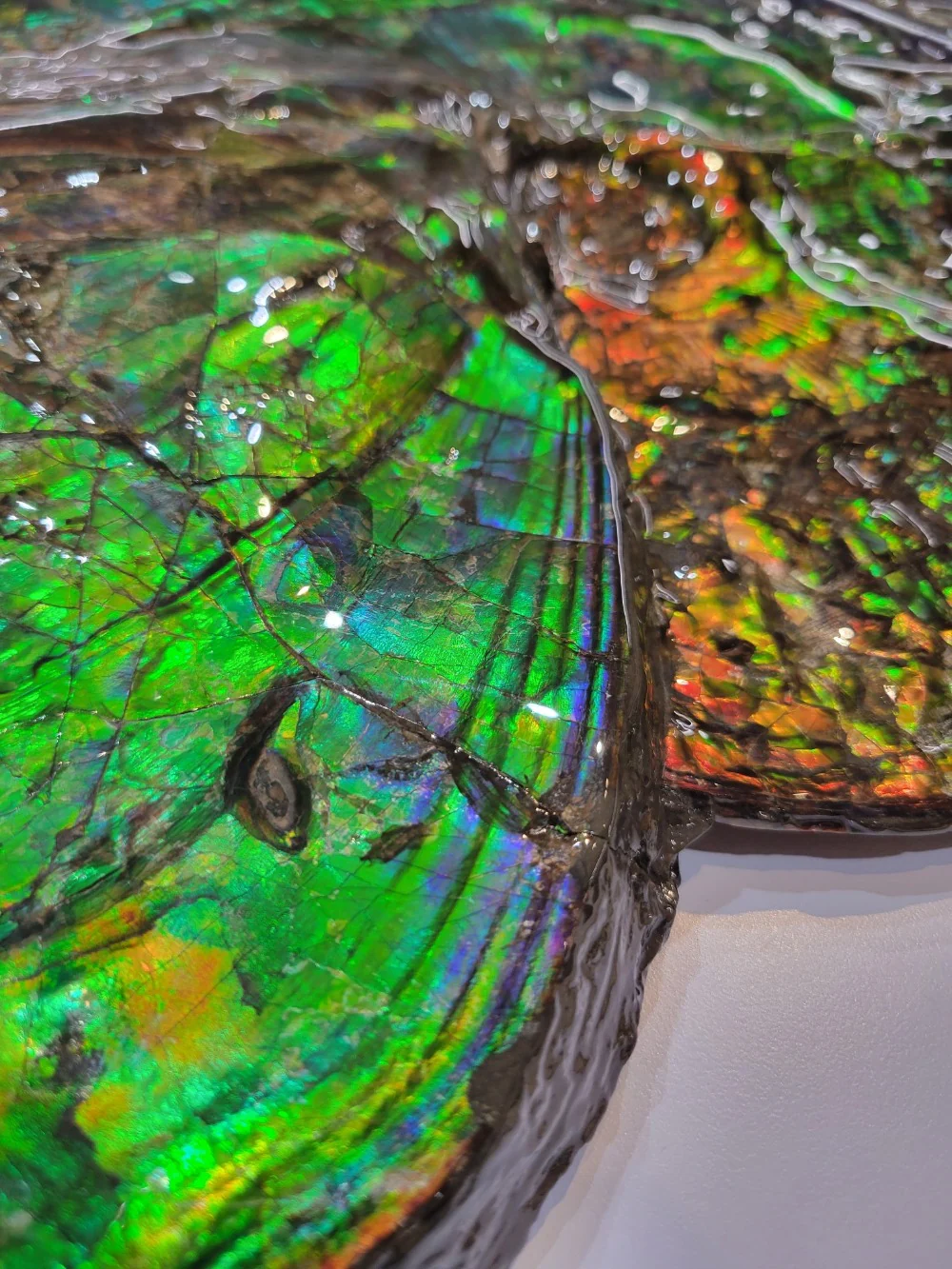 Iridescent Canadian Ammonite, 14.75" - Image 8
