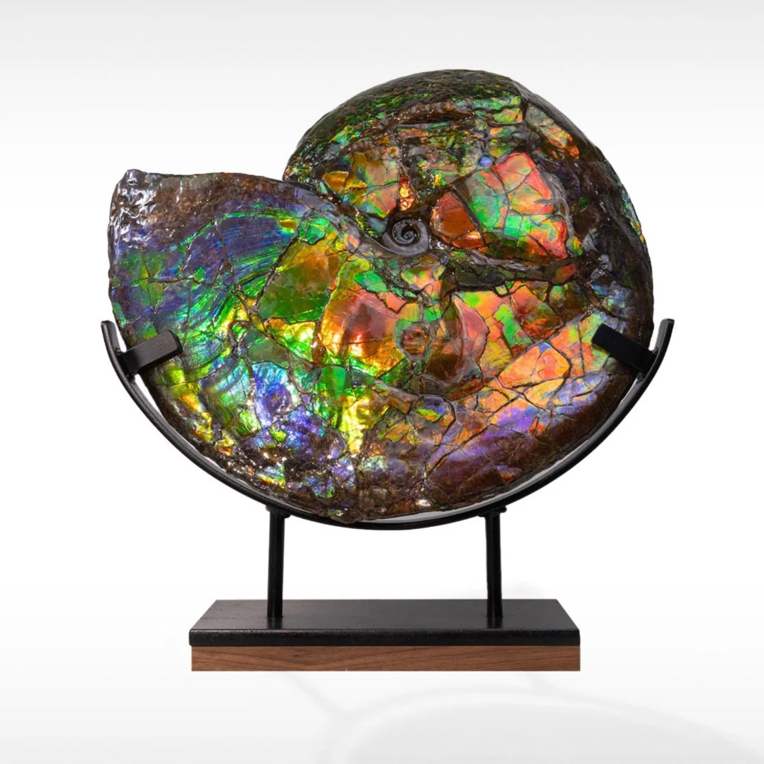 Iridescent Ammonite with Stunning Blue - 19" - Image 2