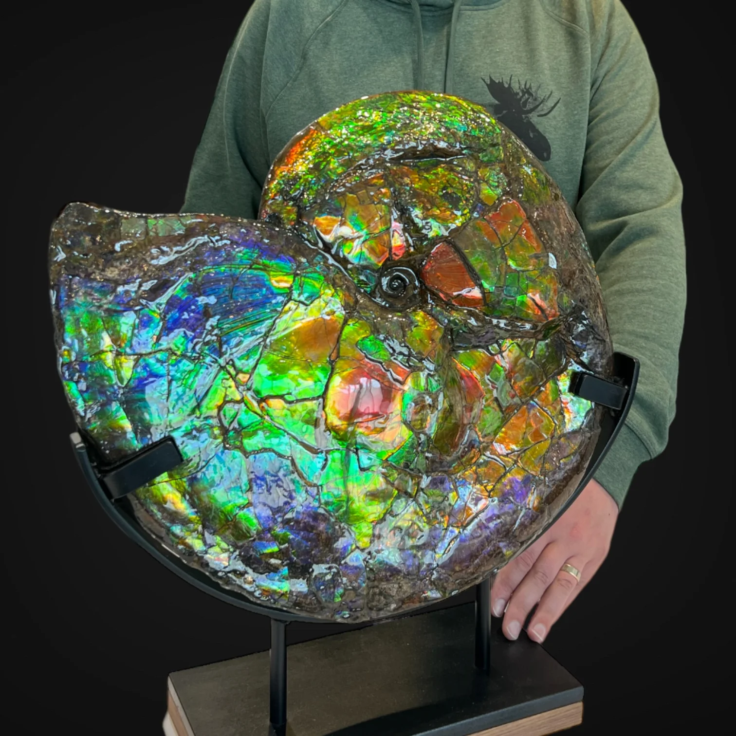 Iridescent Ammonite with Stunning Blue - 19" - Image 5