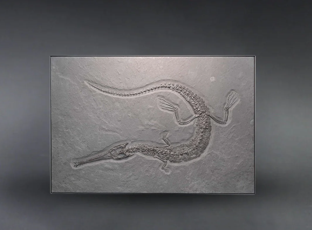 Jurassic Crocodile, Steneosaurus - 9.18'
