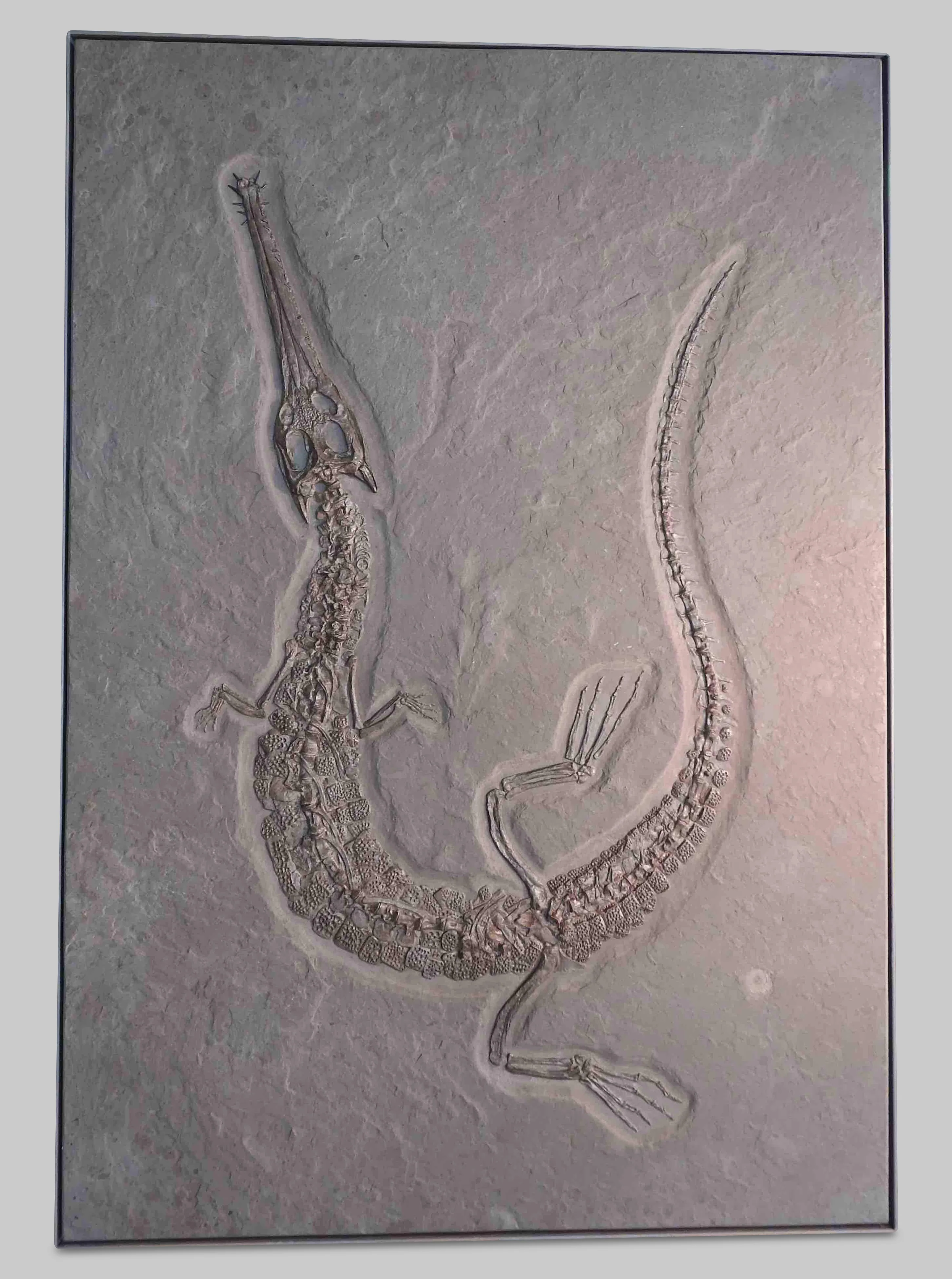 Jurassic Crocodile, Steneosaurus - 9.18' - Image 2