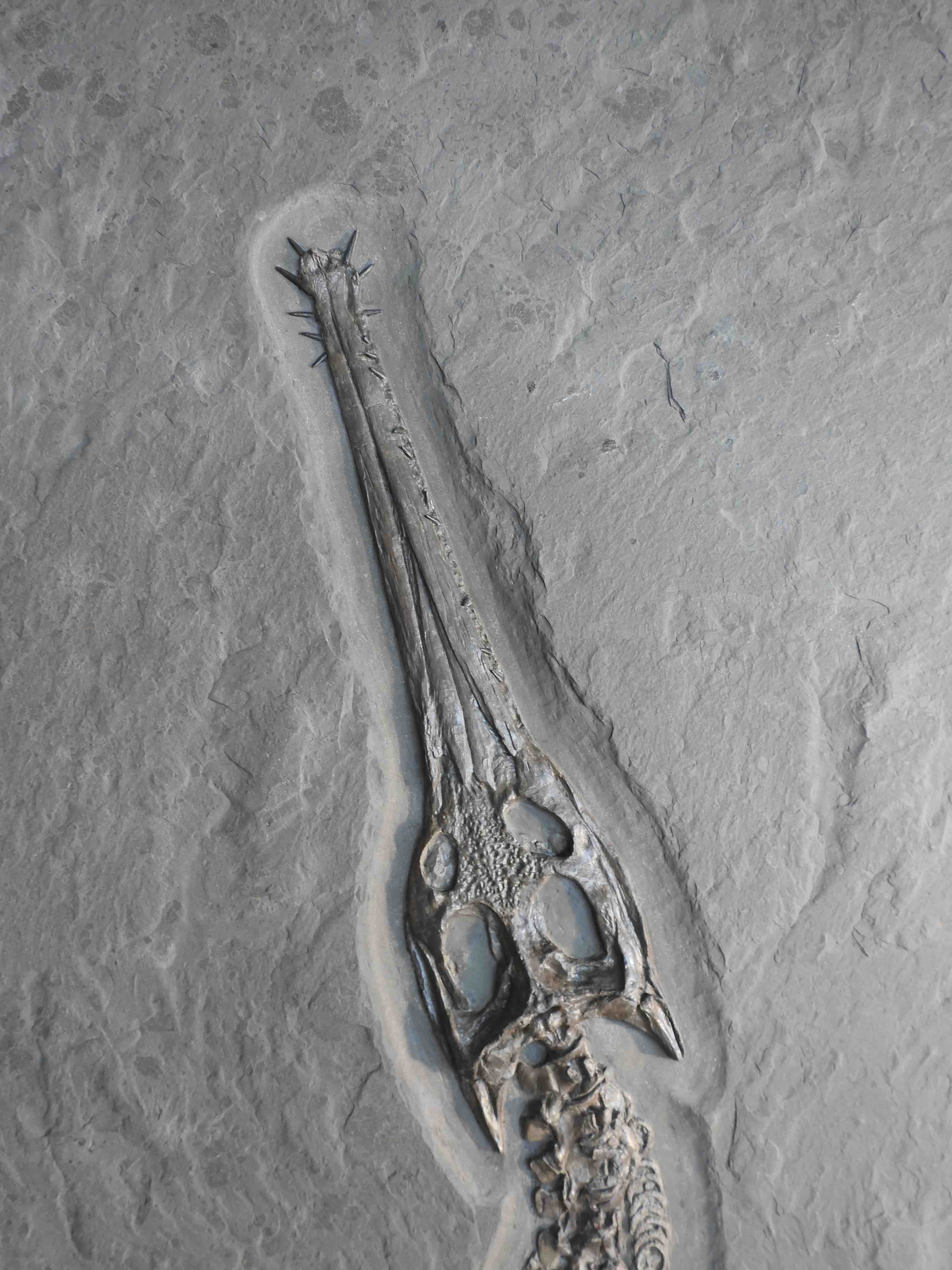 Jurassic Crocodile, Steneosaurus - 9.18' - Image 4