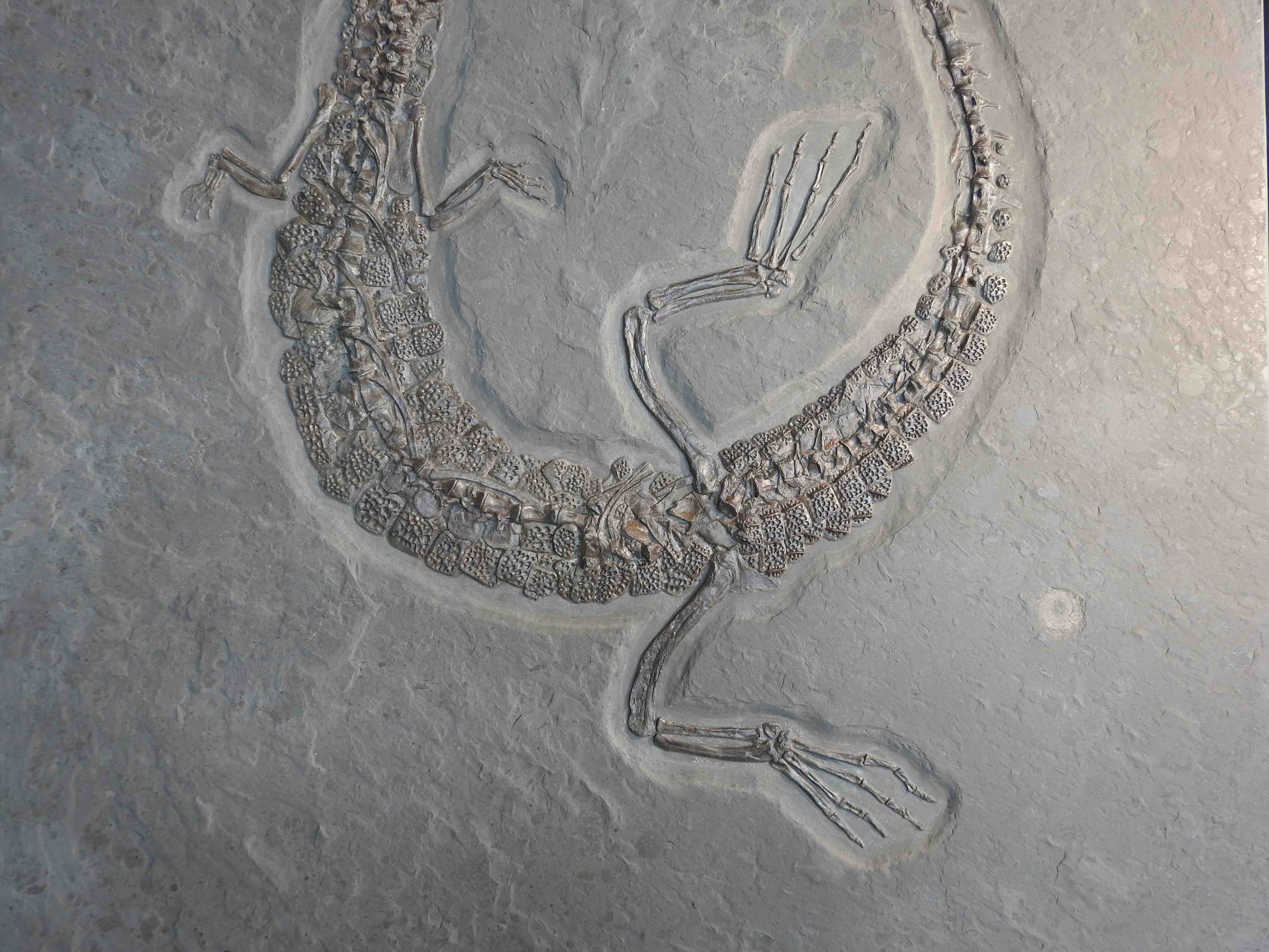 Jurassic Crocodile, Steneosaurus - 9.18' - Image 6