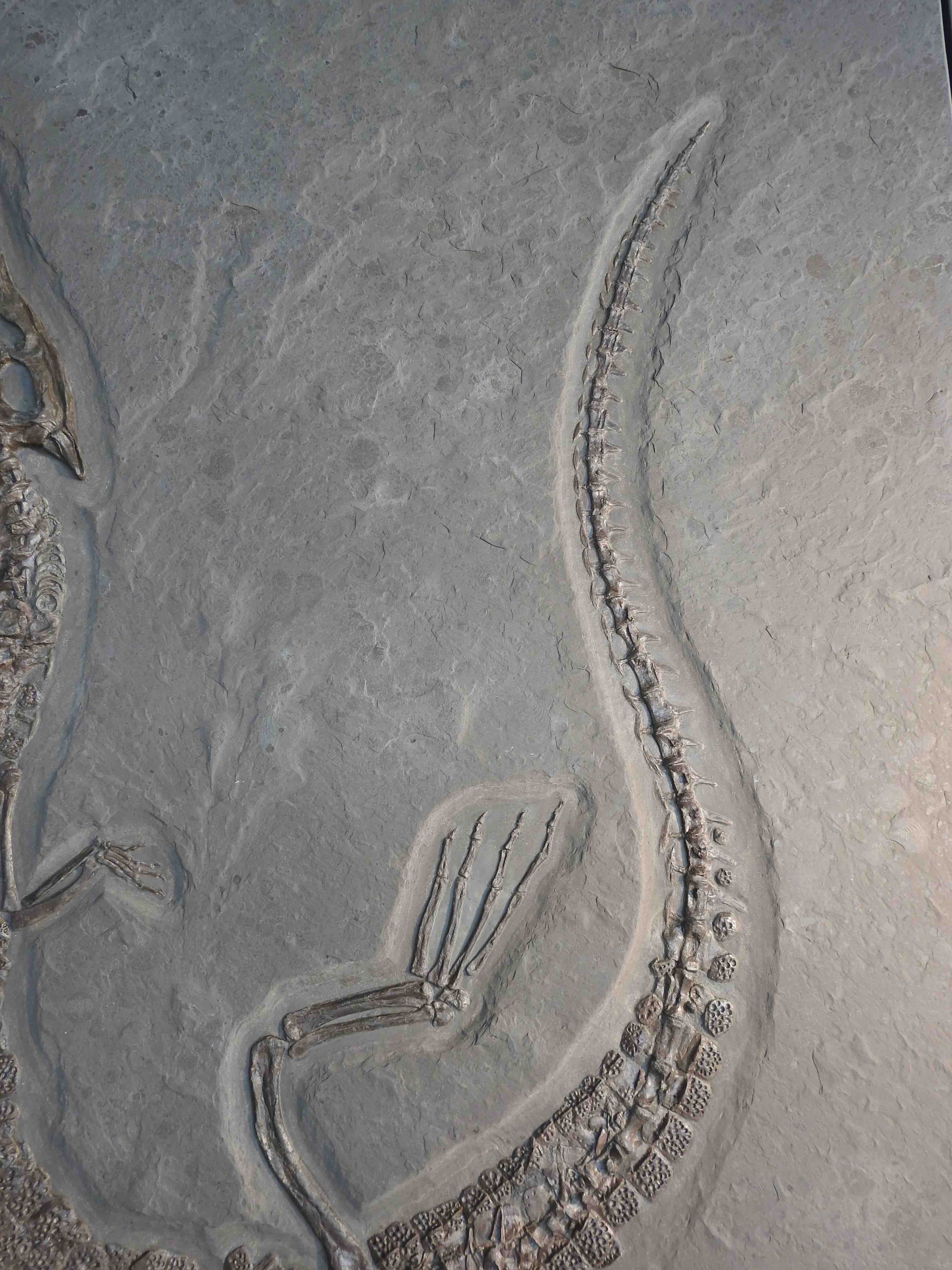 Jurassic Crocodile, Steneosaurus - 9.18' - Image 7