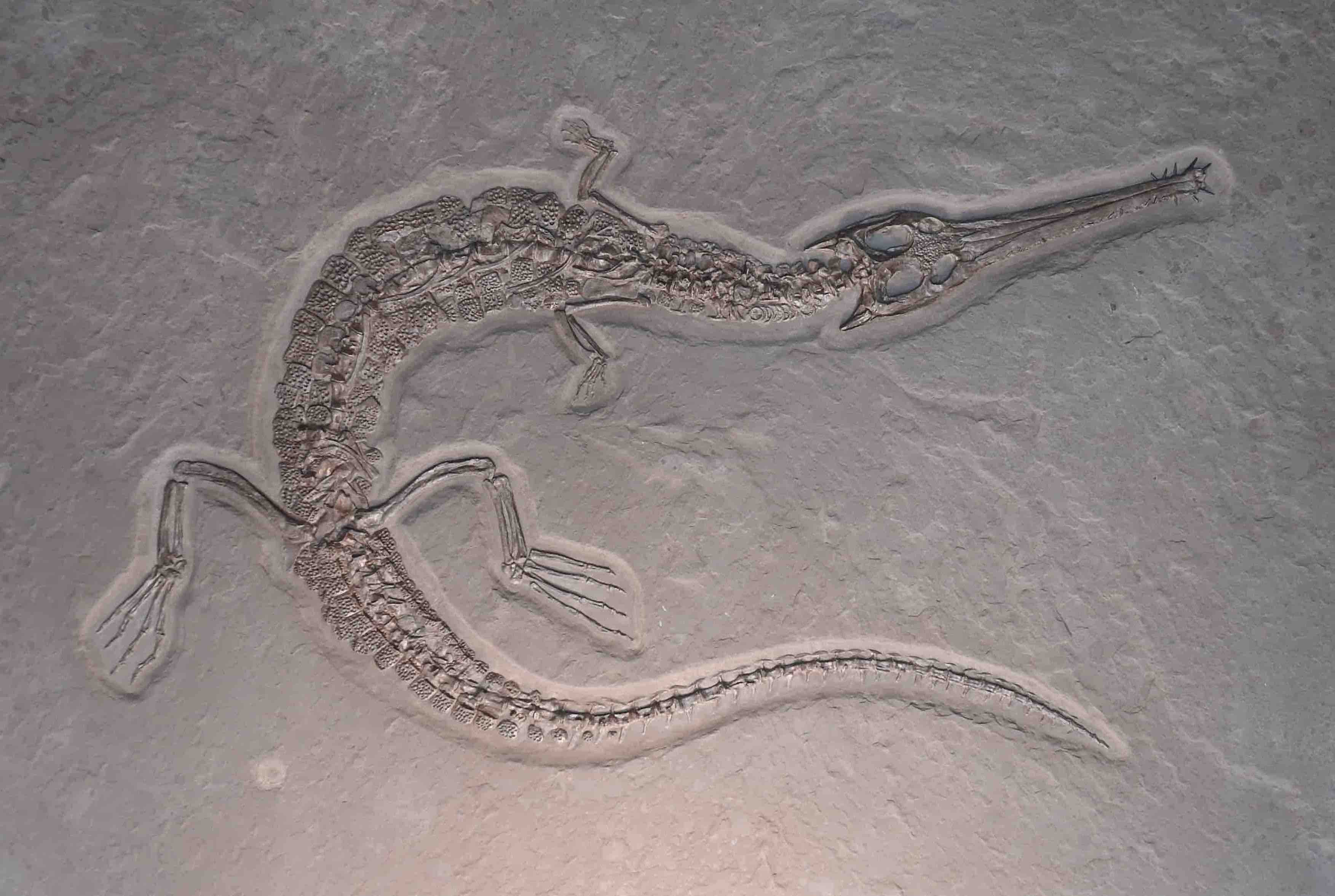 Jurassic Crocodile, Steneosaurus - 9.18' - Image 8
