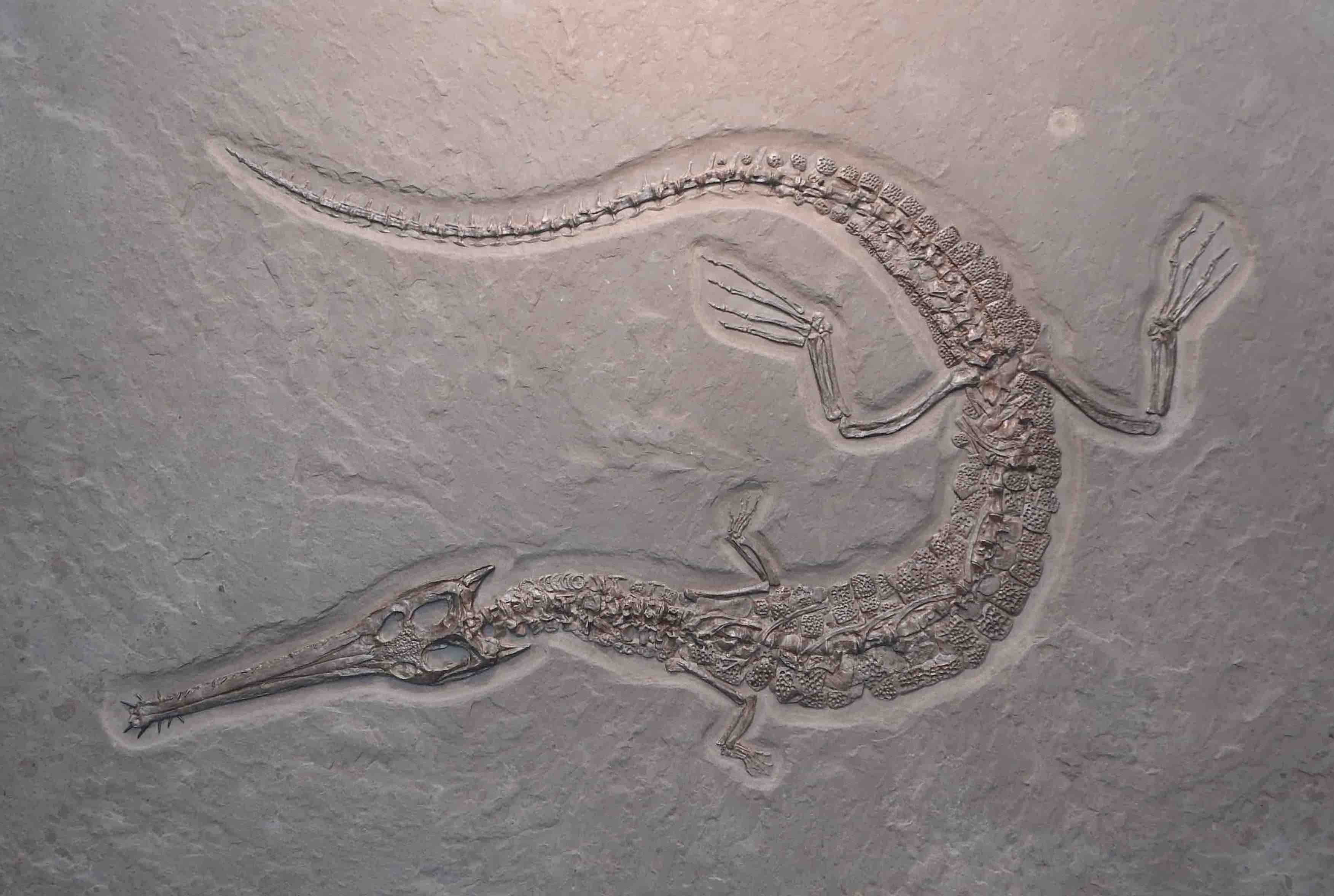 Jurassic Crocodile, Steneosaurus - 9.18' - Image 9