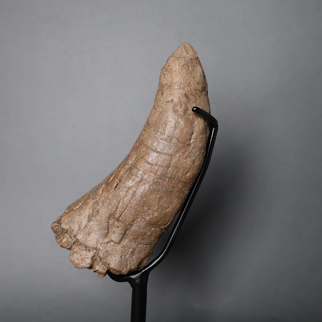 Juvenile Triceratops Brow Horn - 7.48”