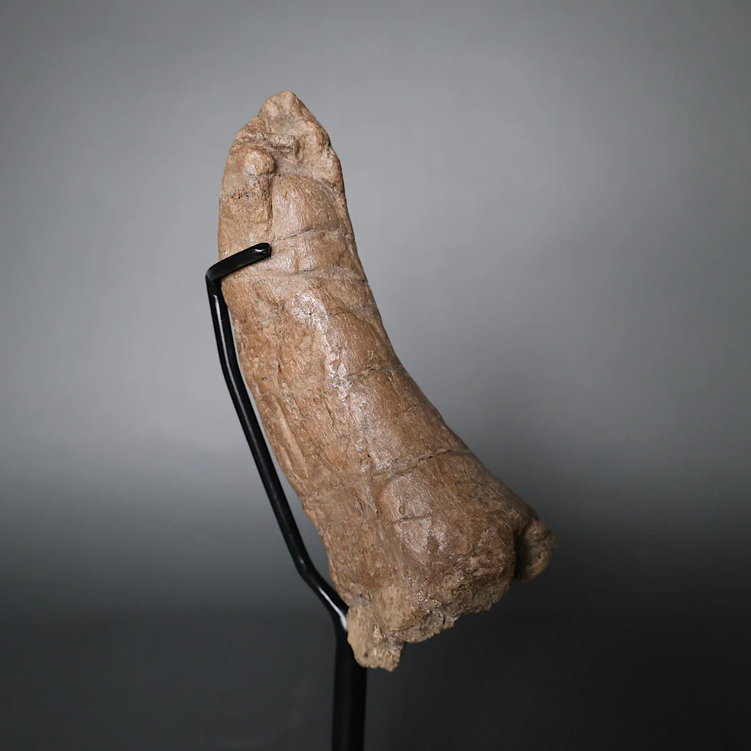 Juvenile Triceratops Brow Horn - 7.48” - Image 4