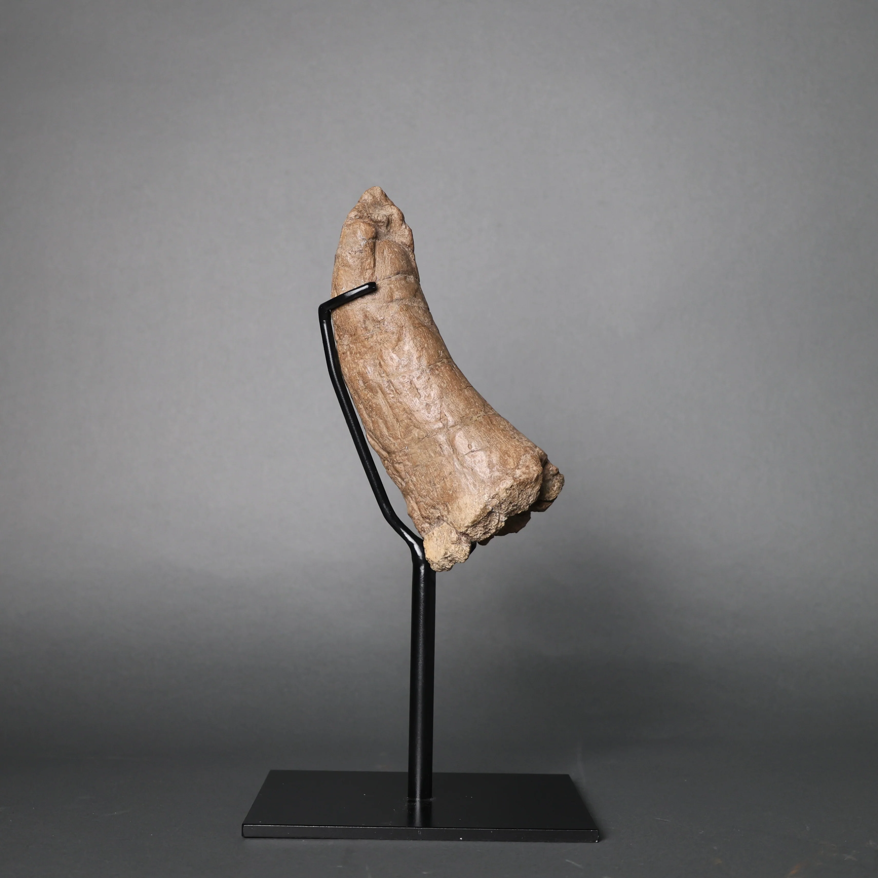 Juvenile Triceratops Brow Horn - 7.48” - Image 5