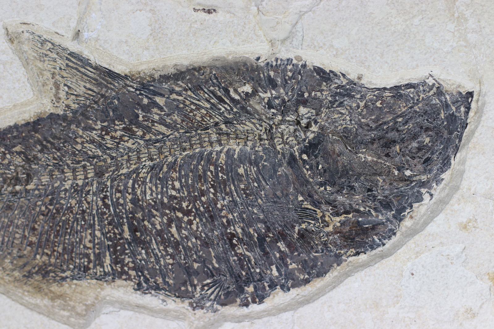 Large Diplomystus from Green River - 16.0" - Image 4