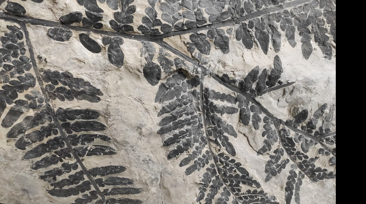 Carboniferous Fern, Montceau-les-Mines, France - Image 3
