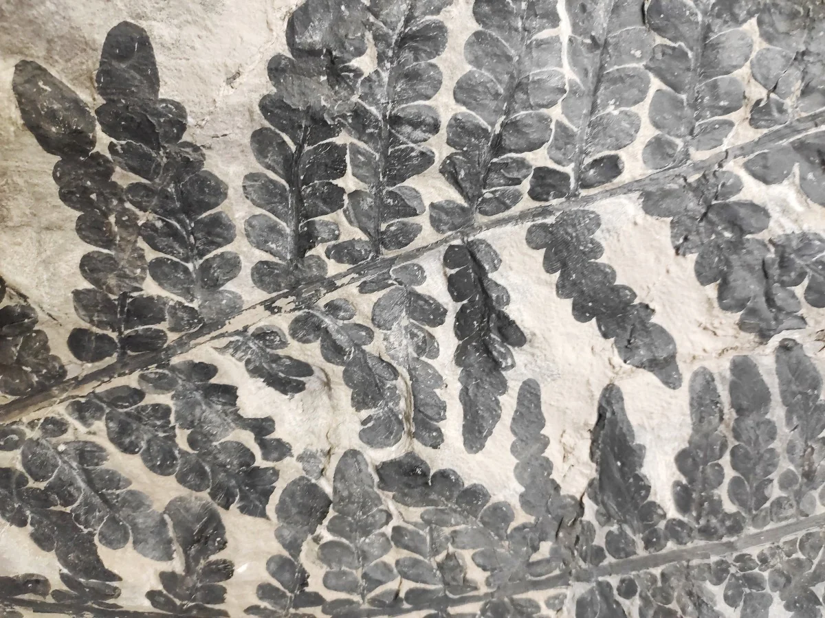 Carboniferous Fern, Montceau-les-Mines, France - Image 5