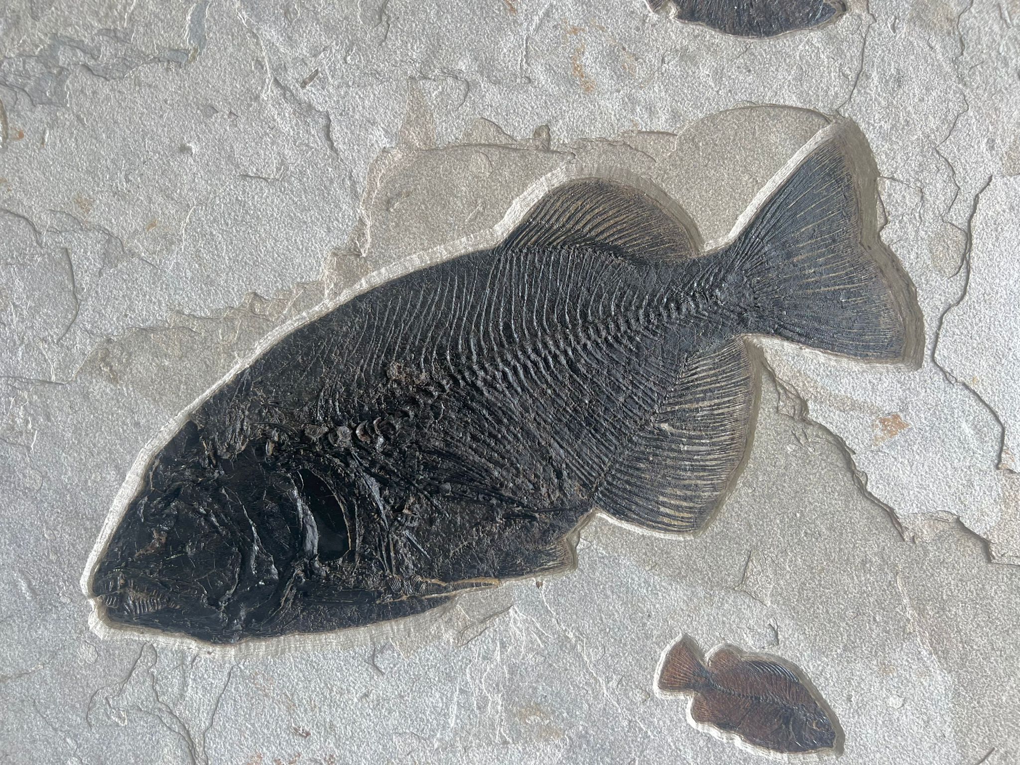 Large Fossil Fish Mural - 60 x 39 inches - Image 4